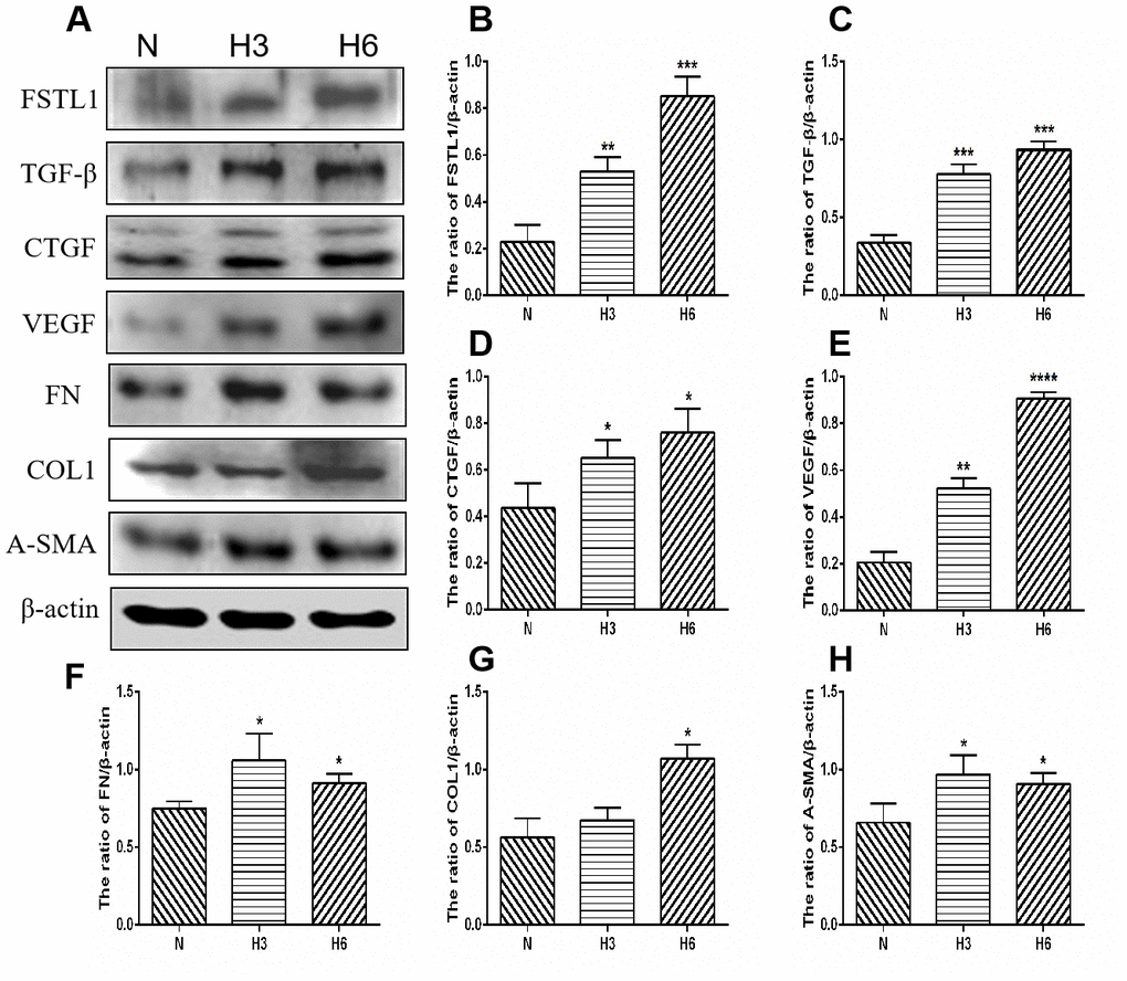 The expression of FSTL1, TGFβ, CTGF, VEGF, FN, COL1, and α-SMA proteins in HRCECs. (A) shows western blots representatives of FSTL1, TGFβ, CTGF, VEGF, FN, COL1, α-SMA and β-actin in HRCECs. (B–H) shows the ratio of FSTL1, TGFβ, CTGF, VEGF, FN, COL1, and α-SMA to β-actin in the hypoxic treated HRCECs and normal controls, respectively. Indicates the quantitative analysis of western blots figures in the normal, 3 h hypoxia, and 6 h hypoxia models using ImageJ. The 3 h and 6 h hypoxia results indicated that FSTL1, TGFβ, CTGF, VEGF, FN, COL1, and α-SMA were expressed at significantly higher levels than in normal cells (N: normal, h3: 3 h hypoxia, h6: 6 h hypoxia). Data are expressed as mean ± SEM. * P 