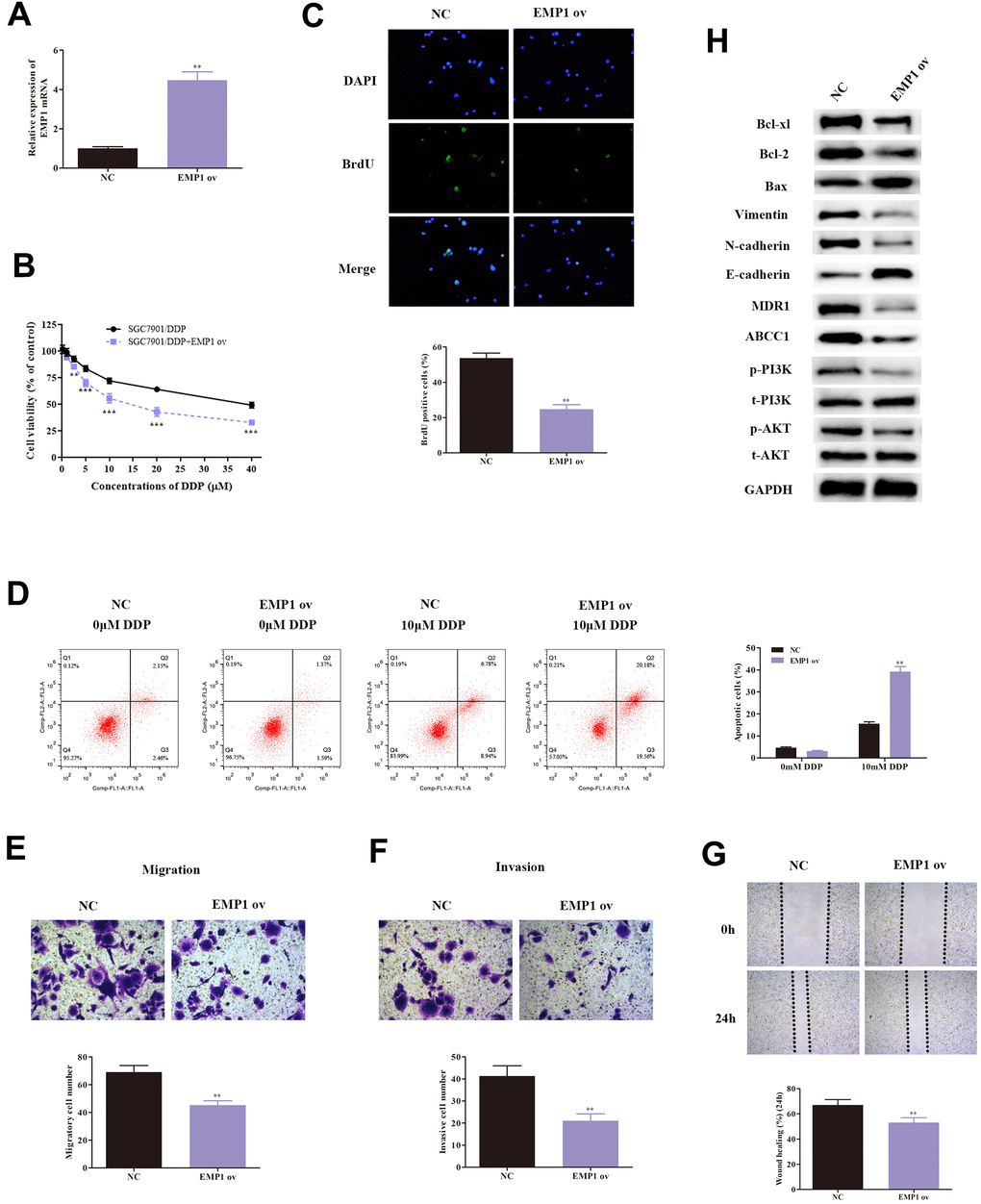 Over-expression of EMP1 leads to decreased cell viability, weakened invasion and migration ability, and enhanced cellular apoptosis. (A) Transfection of EMP1 ov vectors increased expression of EMP1. (B) MTT assay demonstrated that overexpressed EMP1 induced weakened cell survival rate of DDP-resistant SGC7901 cells. (C) Result of the BrdU assay indicated that overexpressed EMP1 lowered cellular viability of DDP-resistant SGC7901. (D) Cellular apoptosis rate of DDP-resistant SGC7901 cells with different treatments. (E, F) Results from transwell assay demonstrated lower cell invasion and metastasis of DDP-resistant SGC7901 upon up-regulation of EMP1. (G) Wound healing assay indicated up-regulation of EMP1 leads to decreased invasive ability in DDP-resistant SGC7901. (H) Western blot assay helped examine the down-stream regulatory proteins of EMP1. ***p
