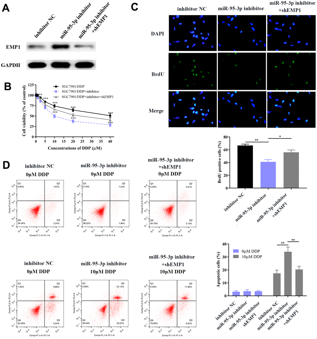 EMP1 promotes GC cellular apoptosis and prevents cell proliferation. (A) Western blot showed that down-regulation of miR-95-3p led to up-regulation of EMP1. (B) Down-regulation of EMP1 led to higher cell viability when compared to the miR-95-3p inhibitor group. (C) BrdU assay indicated that knockdown of EMP1 led to higher cell survival rate compared to miR-95-3p inhibitor treated group. (D) Flow cytometry demonstrated that up-regulation of EMP1 (miR-95-3p inhibitor) led to higher apoptosis when compared to the EMP1 knockdown group. ***p