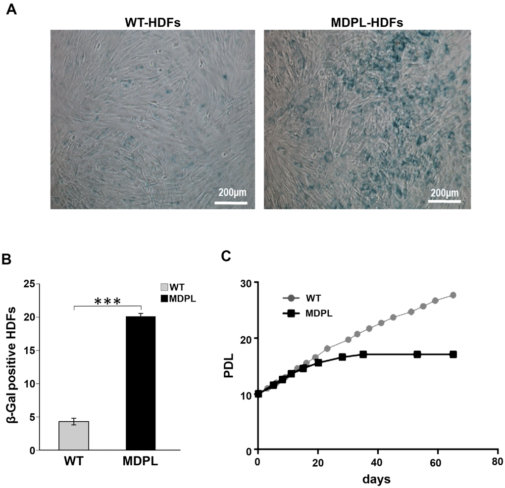 Senescence-associated β-galactosidase assay in MDPL-HDFs and WT controls. (A) Representative image of Senescence-associated β-galactosidase assay. A greater amount of intensely positive blue cells are displayed in MDPL-HDFs than in WT controls. (B) The histogram shows the average percentage of β-galactosidase-positive cells in WT (4,3%) and MDPL fibroblasts (20%). Error bars represent the SD from the analysis of 100 cells from three independent experiments and WT values are displayed as the average percentages of 2 different controls (***P C) Long-term culture of WT (grey) and MDPL HDFs (black). PDL: population doubling levels.