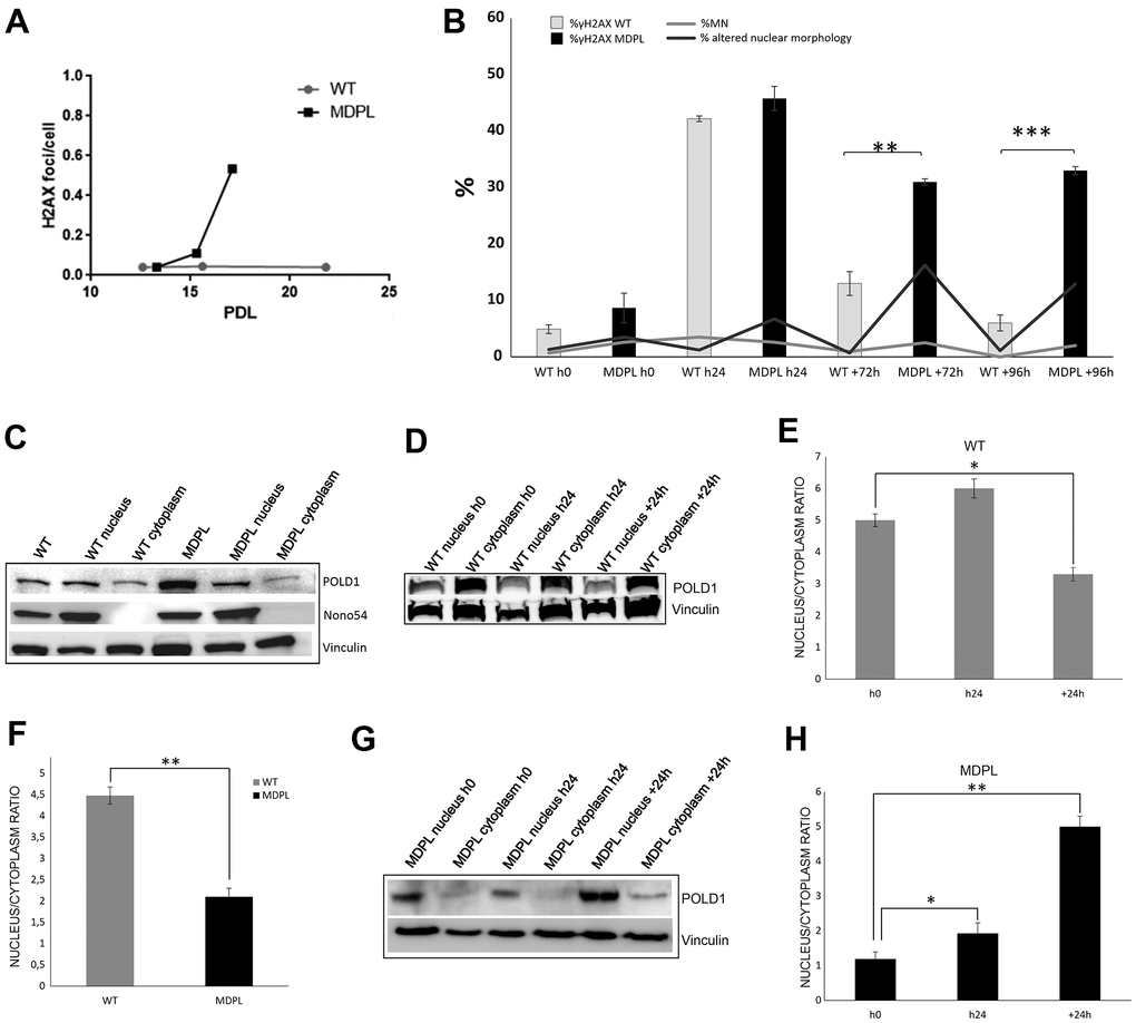 DNA repair and protein expression after cisplatin treatment. (A) γH2AX foci in fibroblasts at different population doubling levels (PDL). (B) The graph shows the trend of γH2A.X positive cells at each time point. Error bars represent the SD from the analysis of 100 cells from three independent experiments and WT values are displayed as the average percentages of 2 different controls. (**PC) Western blot analysis of Polδ from MDPL and WT HDFs and following nuclear cytoplasm fractionation. Nono54 was used to check the correct fractionation and Vinculin was used as control. (F) Densitometric Analysis of Polδ nucleus/cytoplasm ratio protein levels. (**PD, E) and MDPL-HDFs (G, H) at h0, h24 and +24h of cisplatin treatment and following nuclear cytoplasm fractionation. (*P