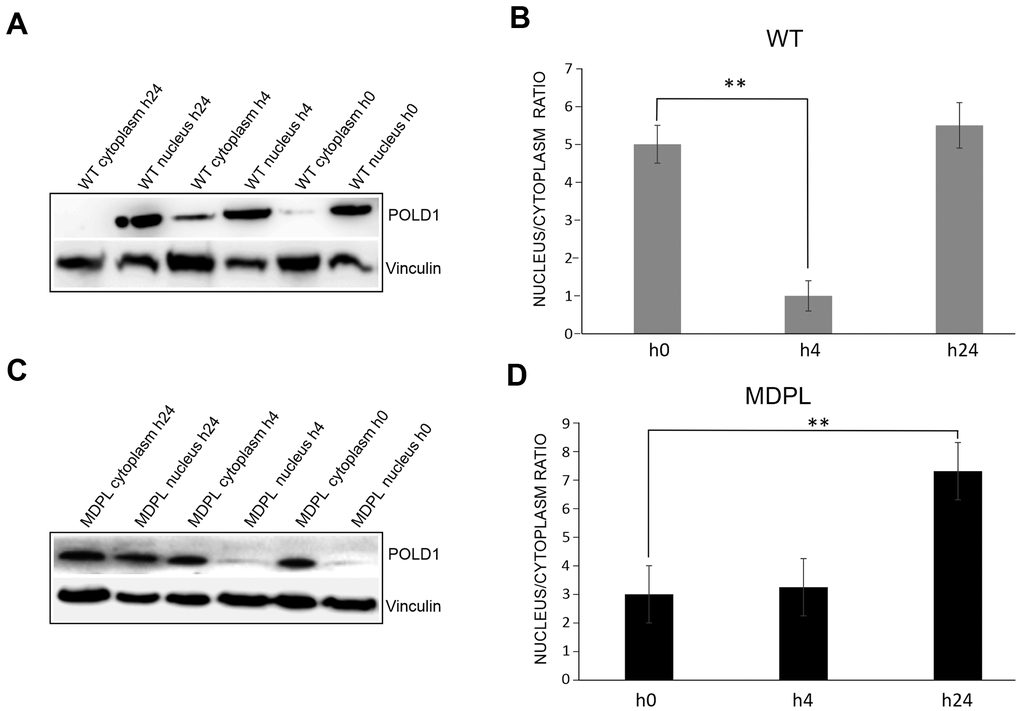 Western blot analysis of Polδ from MDPL and WT HDFs after 1 Gy-X-irradiation. (A) Western blot and (B) densitometric analysis of Polδ nucleus/cytoplasm ratio protein levels after 1 Gy-X-irradiation in WT-HDFs. (**PC) Western blot and (D) densitometric analysis of Polδ nucleus/cytoplasm ratio protein levels after 1 Gy-X-irradiation in MDPL-HDFs. (**P