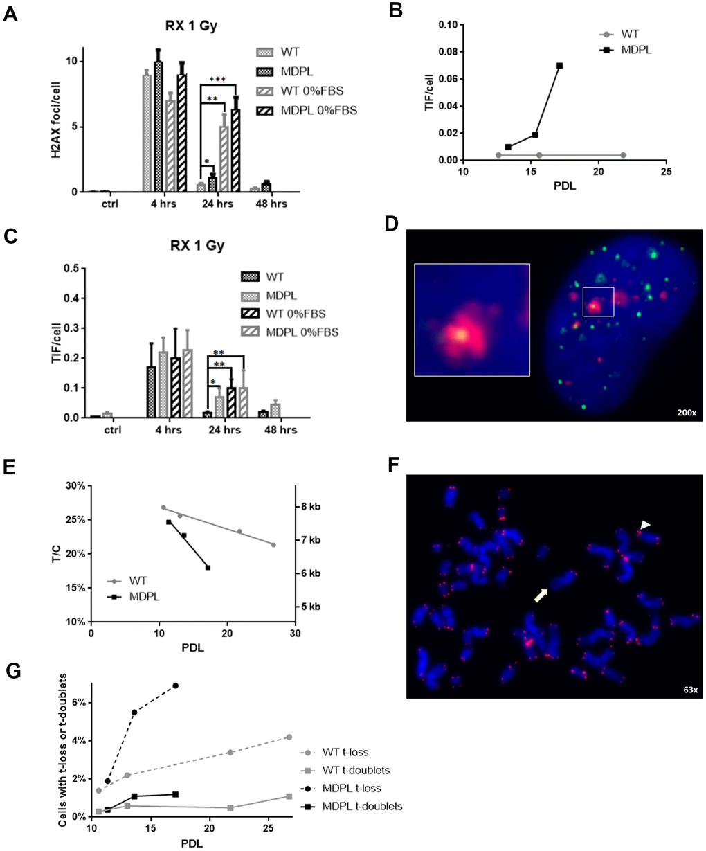 DNA repair kinetics after 1 Gy of X-irradiation. (A) DNA repair kinetics evidenced by γH2AX foci in serum-fed and serum-depleted cells after 1 Gy of X-irradiation. (B) Telomere-induced foci (TIF) in unirradiated fibroblasts at different population doubling levels (PDL). (C) Time course of TIF in serum-fed and serum-depleted cells after 1 Gy of X-irradiation. (D) Representative image of Telomeres stained with anti-TRF1 antibody (green), foci stained with anti-γH2AX antibody (red), and DAPI-stained nucleus (blue). Magnification 200X; inset shows co-localization of both antibodies, indicating a TIF. (E) Ratio between telomeric and centromeric fluorescence: T/C. (F) Representative image of chromosome spread showing telomere doublet (arrowhead) and telomere loss (arrow). Magnification 63X. (G) Telomere loss (circles, dashed lines) and telomere doublets (squares, continuous lines) at different PDL. WT in grey, MDPL in black.