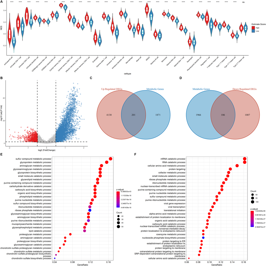 Functional annotation of the DEGs. (A) Correlation of Immune score and Immune cell score based on the ssGSEA algorithm (B) Volcano plot showing the DEGs. The criteria of the DEGs were set as |logFC| > 0.05 and adjusted p C–D) Venn diagram showing the up regulated and down regulated metabolic DEGs. (E–F) GO analysis of up regulated genes and down regulated metabolic genes.