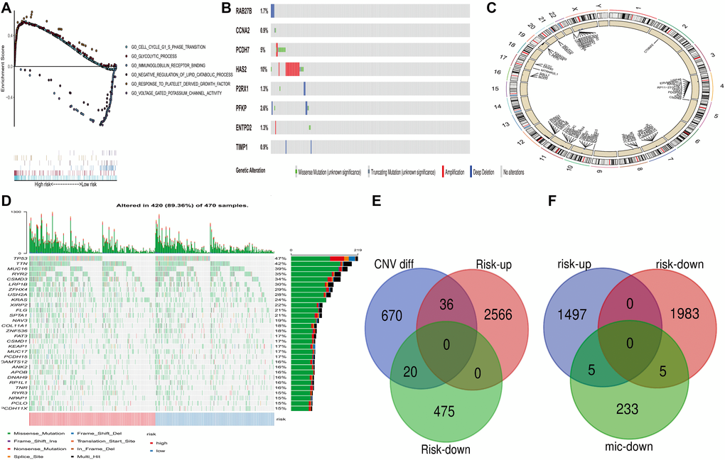 Genome-wide analysis of PRS risk score. (including mutation, copy number change and microRNA change, etc.). (A) GSEA was performed in TCGA high-risk populations. (B) Mutation of 8 Factors Constructed into Risk Score in CBioportal. (C) Differential copy number in PRS high and low group. (D) Distribution of the First 30 Mutant Genes in High and Low-Risk Groups. (E) Overlapping of Up-regulated and Down-regulated Genes for Copy Number Change Genes and Differences between High and Low-Risk Groups (F) Downregulated MicRNA target control gene and overlapping gene of up-regulated and down-regulated genes with a high and low-risk difference.