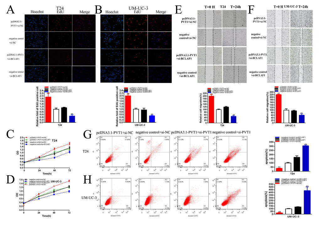 PVT1 positively regulates BCLAF1 expression via sponging miR-194-5p. Knockdown BCLAF1 significantly reversed cell proliferation promotion induced by Overexpression PVT1 (EdU, A, B, CCK8, C, D). Knockdown BCLAF1 significantly reversed cell migration promotion induced by overexpression PVT1 (E, F). Knockdown BCLAF1 significantly reversed cell apoptosis inhibition induced by overexpression PVT1 (G, H). (*P 