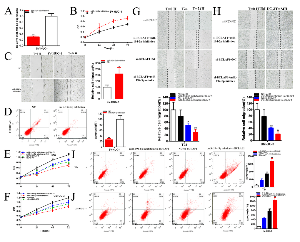 MiR-194-5p positively regulates BCLAF1 expression. The relative expression level of miR-194-5p was reduced by miR-194-5p inhibitor in SV-HUC-1 (A). Cell proliferation was detected in SV-HUC-1 after transfection of miR-194-5p inhibitor (B). The relative cell migration was accelerated after transfection of miR-194-5p inhibitor in the SV-HUC-1 (C). Apoptotic cells were measured after transfection of miR-194-5p inhibitor in SV-HUC-1 (D). Cell proliferation was detected in both bladder carcinomas cell lines after co-transfection with si-NC+NC and si-BCLAF1+miR-194-5p inhibitor or mimics (E, F). The relative cell migration after co-transfection with si-NC+NC, si-BCLAF1+miR-194-5p inhibitor or mimics, and the representative images were as follow (G, H). The apoptotic cells were measured after co-transfection with si-C+NC, si-BCLAF1+miR-194-5p inhibitor or mimics by flow cytometry analysis (I, J). (*P 