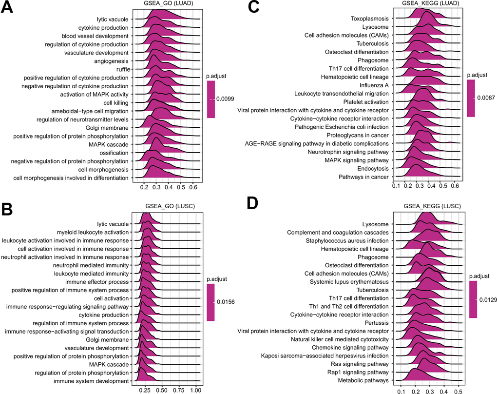 GSEA of FPN1 in lung cancer. (A, B) Merged plots were constructed to exhibit the enriched pathways correlated with FPN1 in LUAD according to GO and KEGG analyses. (C, D) Merged plots were constructed to exhibit the enriched pathways correlated with FPN1 in LUSC according to GO and KEGG analyses.