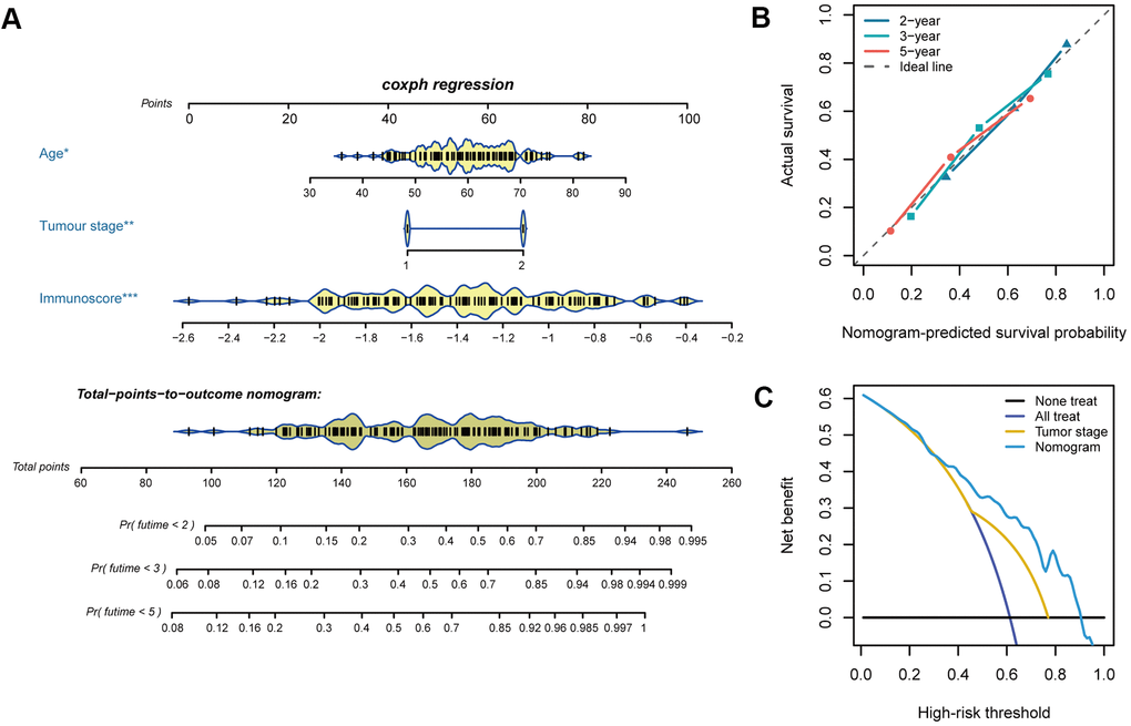 Nomogram plotting and evaluation. (A) Clinical characteristics and immunoscores were used to develop a nomogram for prediction of the 2-, 3-, and 5-year survival rates of oesophageal cancer patients. (B) The calibration curve demonstrated agreement between the predictive and observed outcomes for 2-, 3-, and 5-year survival. The 45-degree dashed line indicates a perfect prediction of the ideal model, while the dotted lines indicate the actual performance of the nomogram. The closer the dotted line matches the dashed line, the better the prediction accuracy. (C) Decision curve analysis of the nomogram and tumour stage for the 5-year risk among patients with oesophageal cancer.