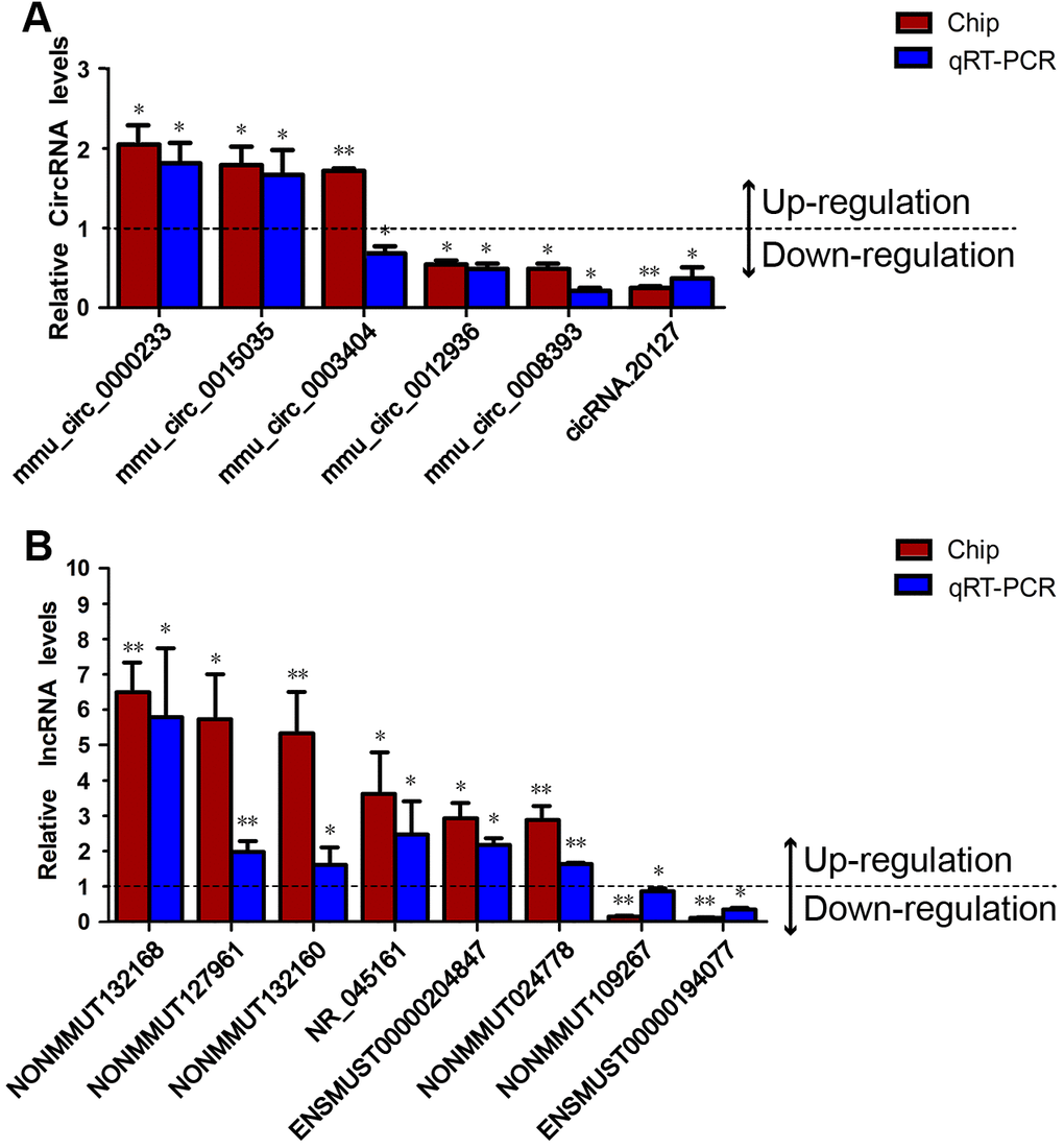 Validation of the DEcircRNAs and DElncRNAs. The levels of six DEcircRNAs and eight DElncRNAs were validated in prefrontal cortex samples from Nrf2 (-/-) and Nrf2 (+/+) mice using qRT-PCR and normalized to the internal reference gene (β-actin). (A) The qRT-PCR results for five of the verified circRNAs (all but mmu