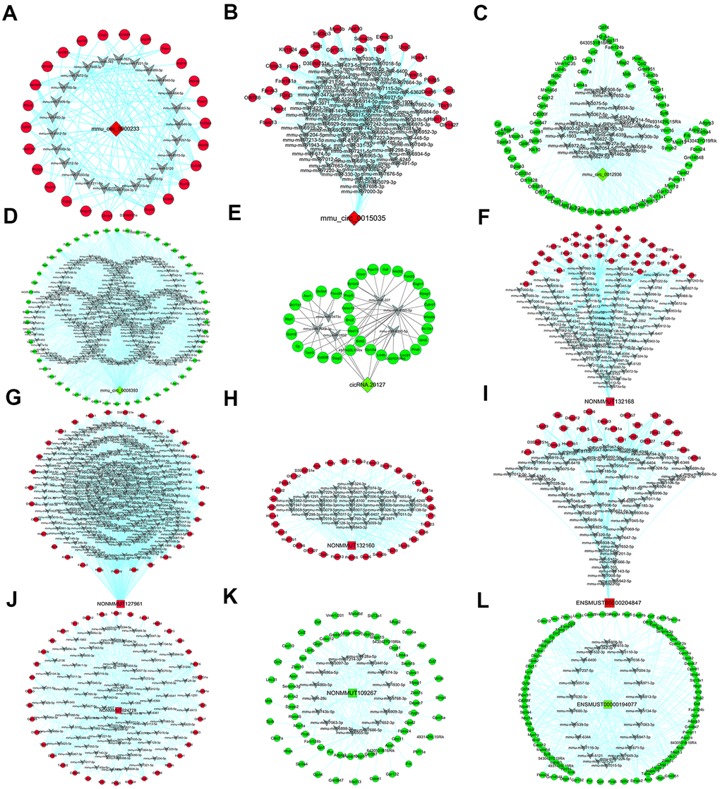 DEcircRNA/DElncRNA-miRNA-DEmRNA crosstalk network. Through linear regression model analysis and seed sequence matching method based on gene expression, five DEcircRNAs and seven DElncRNAs were established as a regulatory network of miRNA sponge adsorbents. (A–E) The network of five verified circRNAs (mmu