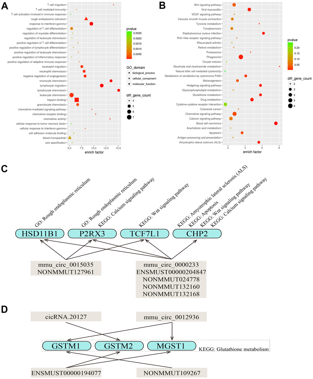 Predicted functions of the DEcircRNAs/DElncRNAs involved in the DEcircRNA/DElncRNA-miRNA-DEmRNA network. (A, B) The top 30 most significantly enriched GO (A) and KEGG (B) pathways of the DEmRNAs that were targets of the five DEcircRNAs (mmu