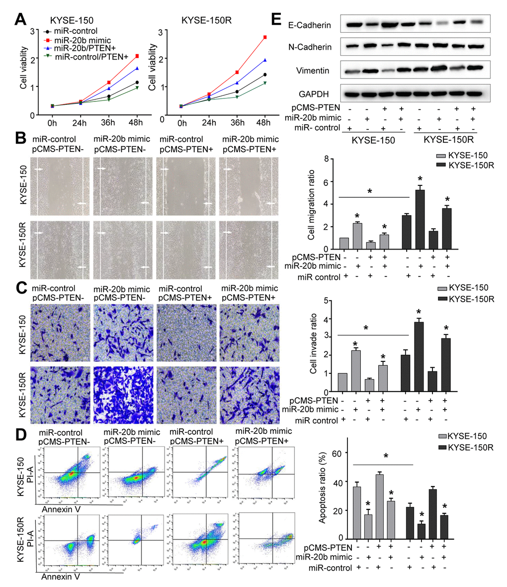 The effects of miR-20b and PTEN on KYSE-150 and KYSE-150R cells. KYSE-150 and KYSE-150R cells were transfected with miR-con or miR-20b mimic, or co-transfected with PTEN and miR-con/miR-20b mimic. (A) The cell proliferation assay was performed at the indicated time points. (B) Representative micrographs of cell migration assays (left) and the quantification (right). (C) Representative micrographs of cell invasion assays (left) and the quantification (right). (D) Representative micrographs of cell apoptosis assays (left) and the quantification (right). (E) Western blot analysis revealed that transfection of PTEN inhibited the EMT process and co-transfection of miR-20b mimic and PTEN promoted the EMT process. Data are shown as mean ± SD from three independent experiments. *P