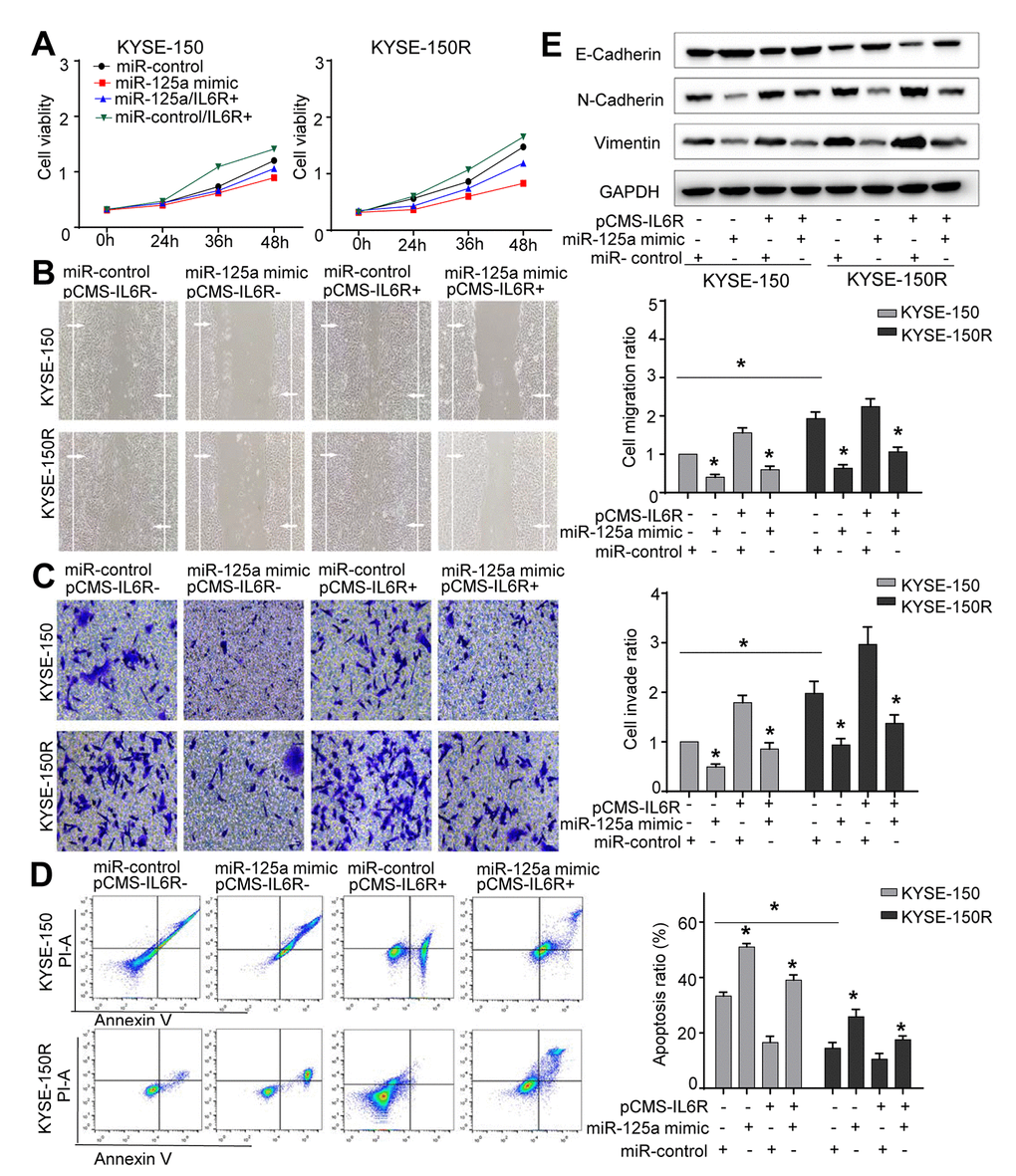 The effects of miR-125a and IL6R on KYSE-150 and KYSE-150R cells. KYSE-150 and KYSE-150R cells were transfected with miR-con or miR-125a mimic, or co-transfected with IL6R and miR-con/miR-125a mimic. (A) The cell proliferation assay was performed at the indicated time points. (B) Representative micrographs of cell migration assays (left) and the quantification (right). (C) Representative micrographs of cell invasion assays (left) and the quantification (right). (D) Representative micrographs of cell apoptosis assays (left) and the quantification (right). Data are shown as mean ± SD from three independent experiments. (E) Western blot analysis revealed that transfection of IL6R promoted the EMT process and co-transfection of miR-125a mimic and IL6R attenuated the EMT process. *P