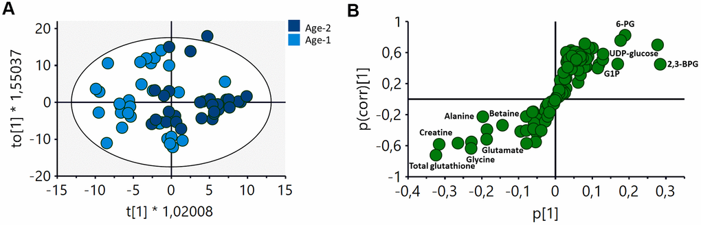 OPLS-DA analysis of the metabolomic profile of RBCs of Age-1 (≤45 years) and Age-2 (>45 years) groups. (A) Score plot of the OPLS-DA model obtained. R2Y(cum)=0,675, Q2(cum)=0.208. Permutation test result: R2=(0.0, 0.249), Q2=(0.0, -0.276). CV-Anova: p-value=0.0388. (B) S-plot showing the most important metabolites contributing to the discrimination between the Age-1 and Age-2 groups. 2,3-BPG: 2,3-biphosphglycerate, 6-PG: 6-phosphogluconate, G1P: glucose 1-phosphate.