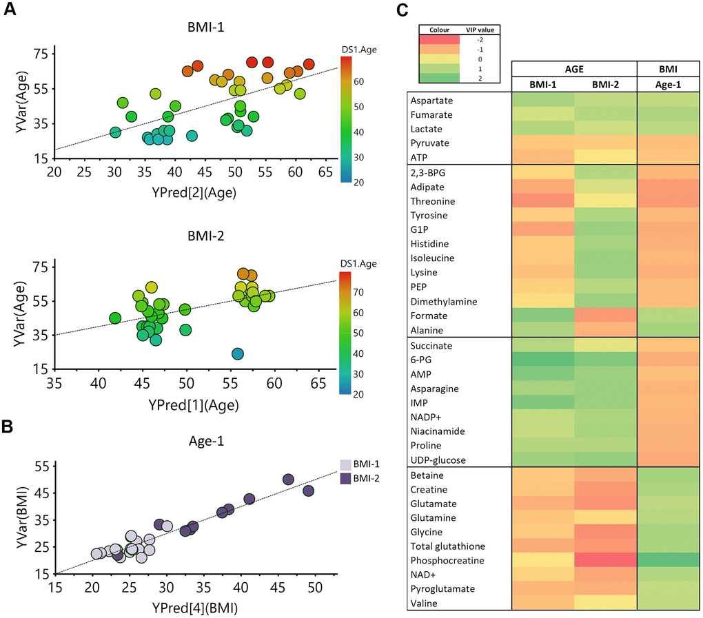 PLS analysis vs age and BMI. (A) PLS model vs age in BMI-1 group (BMIB) PLS model vs BMI for Age-1 individuals. R2Y(cum)= 0.9, Q2(cum)= 0.649, p= 0.00036, Permutation test result: R2=(0.0, 0.647), Q2=(0.0,-0.286), p from CV-ANOVA =0.0041 (C) Heatmap representation of the metabolites with variable importance in projection (VIP) values > 1 of the PLS regression models vs age or BMI. 2,3-BPG: 2,3-biphoshoglycerate, 6-PG: 6-phosphogluconate, AMP: adenosine monophosphate, ATP: adenosine triphosphate, G1P: glucose 1-phosphate, IMP: inosine monophosphate, NAD+: Nicotinamide adenine dinucleotide, PEP: phosphoenolpyruvate.