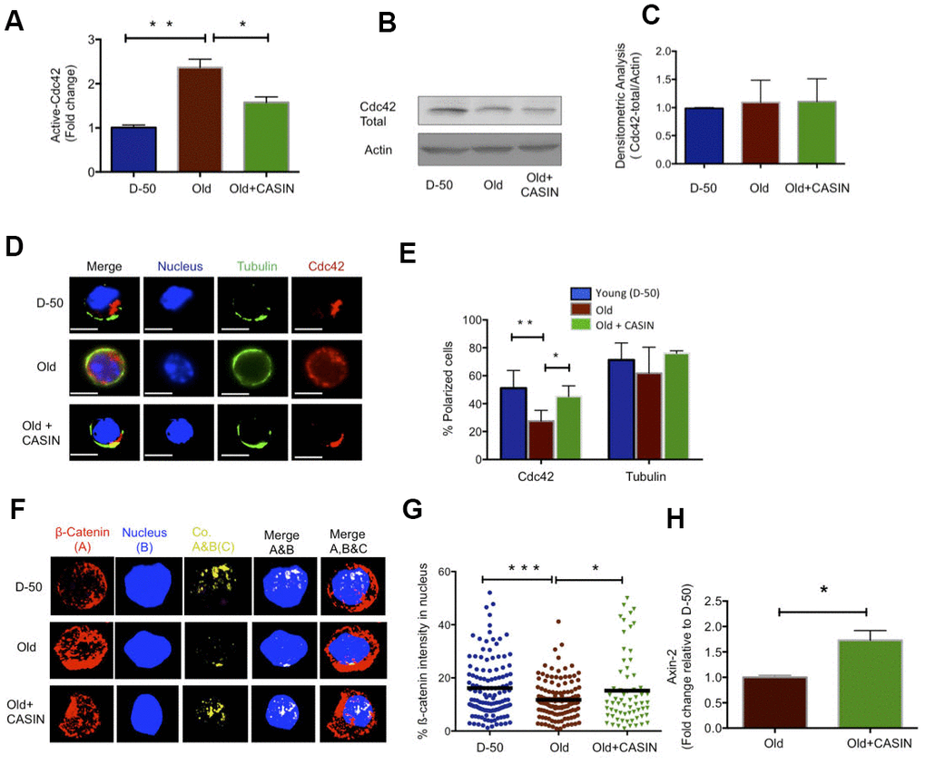 Inhibition of Cdc42 activity with CASIN induces a young like phenotype in old HFSCs and re-establishes canonical Wnt Signaling. (A) Cdc42 activity measured by a G-LISA in lysate of old Sca-1-/low keratinocyte cultured for 2 hours with the Cdc42 activity inhibitor CASIN, N=4 (B) Representative Cdc42 protein level in young, old and CASIN treated old Sca-1-/low keratinocytes by Western Blot (C) Densitometric score for the amount of Cdc42 protein in Sca-1-/low keratinocyte from young, old and old CASIN treated for 2 hours, N=3 (D) Distribution of Cdc42 (red) and tubulin (green) in young, old and old HFSCs cultured for 2 hours with CASIN by immunofluoresence, scale bar=5μm (E) Percentage of cells with a polar distribution of Cdc42 and tubulin in young, old and CASIN treated old HFSC cultured for 2hrs, N≥3, (F) Z-stacks and three-dimensional merged images of ß-catenin (red), nucleus (DAPI, blue) and their co-localization (yellow) in FACS sorted young, old and CASIN treated HFSC cultured for 2 hours by immunofluorescence (G) Quantification of the amount of nuclear ß-catenin in young, old and CASIN treated old HFSC cultured for 2 hours, N=3, (H) Level of expression of Wnt target genes in old HFSC cultured with CASIN for 6 hours, N=3, *P