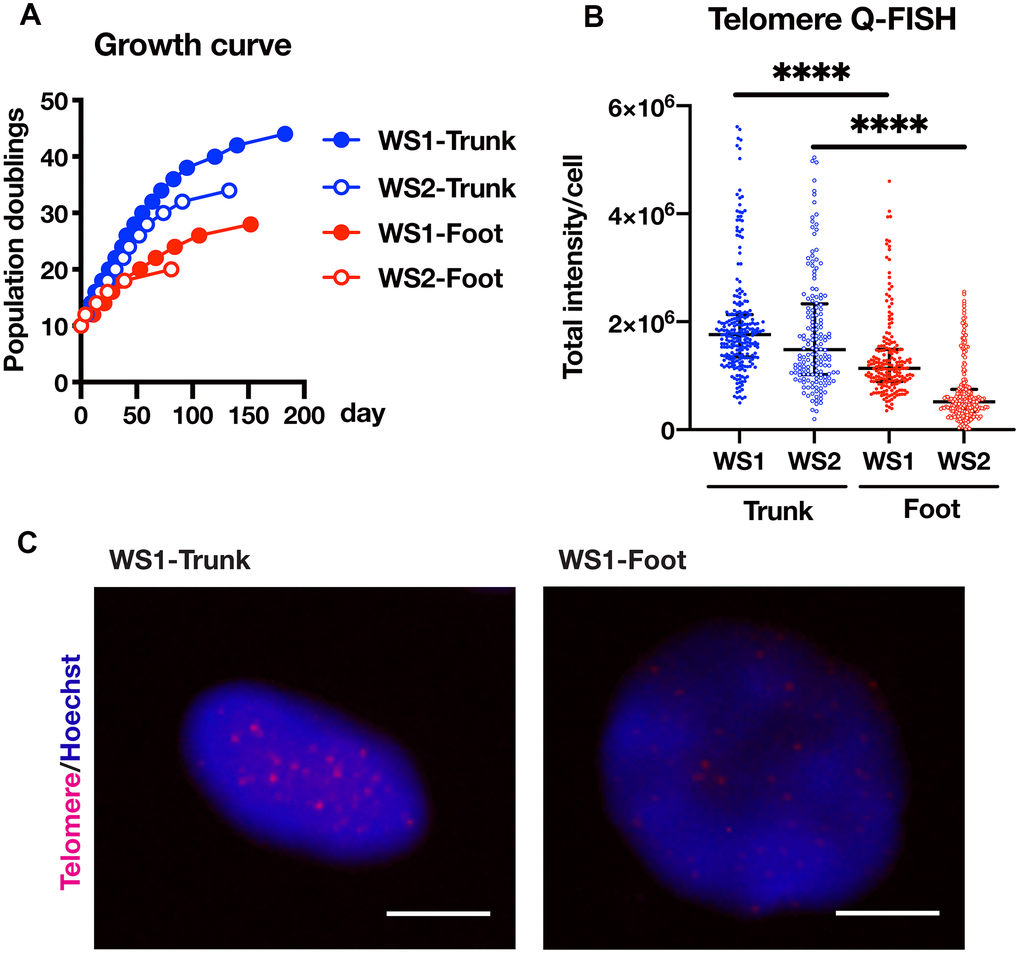 Foot fibroblasts exhibited reduced proliferative capacity compared to that from the trunk in a telomere length-dependent manner. (A) Growth curves of the fibroblasts from the trunk and foot in two WS patients. (B) Telomere length quantification through Q-FISH. Data are median values ± interquartile range of each cell line. More than 150 cells for each cell line were analyzed. For statistical analysis, Mann Whitney test was performed (****pC) Representative image of telomere Q-FISH of WS1. Bar = 10 μm.