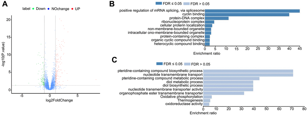 JB-3-22 treatment disrupted the mRNA transcription in porcine oocytes. (A) Volcano plot of differences in gene expression in JB-3-22 treated oocytes. Each point represents one gene. The x-axis represents the delta beta value (control and JB-3-22 group), and the y-axis indicates –log10 of the p-value. (B) The GO analysis of upregulated genes. (C) The GO analysis of downregulated genes.