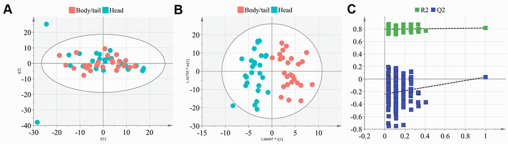 The PCA and OPLS-DA model construction of metabolome signature. (A) The plot depicted the distribution of the pancreatic head and body/neck cancers (n=30 for each group) into seven components with the PCA analysis (cum R2X=0.513, Q2=0.130), after removing the six outliers. (B) Deep mining by OPLS-DA identified an optimized classification (cum R2Y=0.818, Q2=0.031) into three components. (C) Results of the 200 times permutation test of the OPLS-DA model. The blue regression line of the Q2-points intersects the vertical axis below zero indicated the validity of the model.