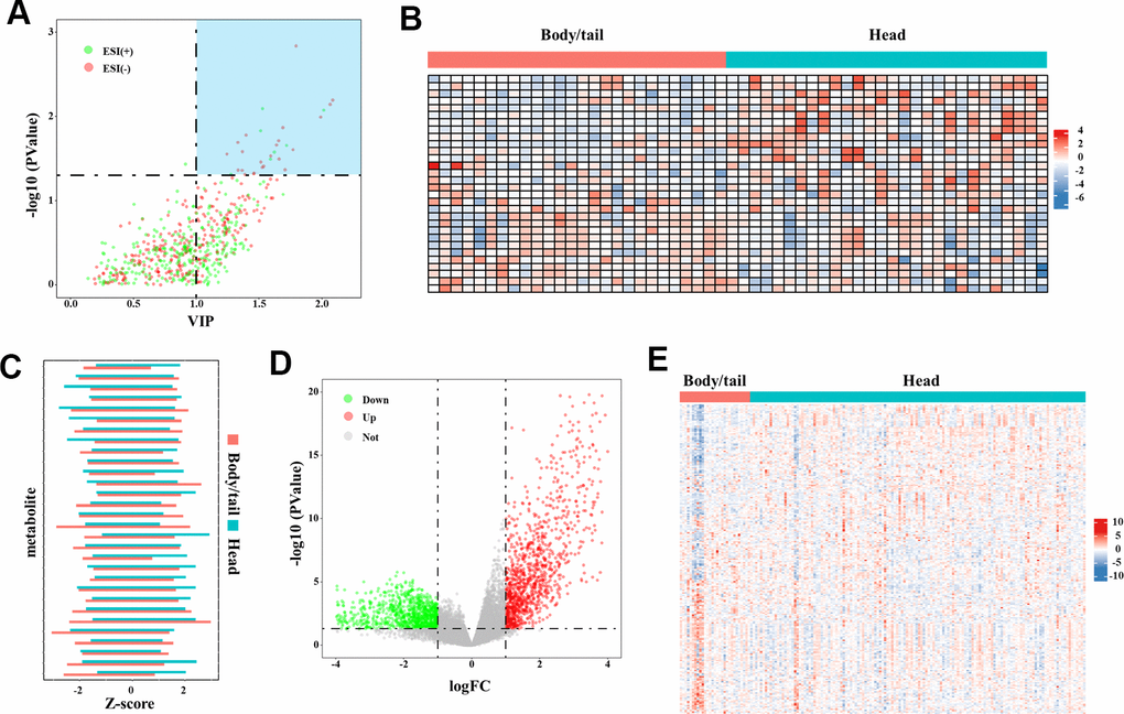 The DEM and DMG identified in the metabolome and transcriptome data. (A) The volcano plot of DEM denoted the selection of DEM (n=30), with VIP values >1 and p-value B) The heatmap (30◊60) depicted the Z-score of 30 DEM in metabolome analysis with log transformation, by setting body/tail cancers as referenced (n=30 for each group). (C) The bar chart depicted the direct comparison for each metabolite between pancreatic head and body/neck cancer. The Z-score with log transformation was presented. (D) Genes in the transcriptome analysis were presented in the volcano plot. By setting the fold-change >1 and p-value E) The heatmap (247◊167) depicted the Z-score of DMG levels with log transformation, by setting body/tail cancers as referenced (n=138 for head group, and n=29 for body/tail group).