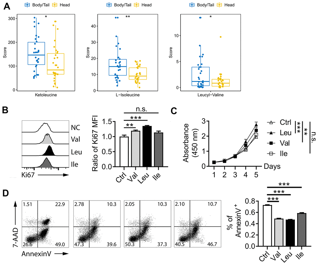 BCAA pathway in pancreatic cancer. (A) metabolites level of BCAA between pancreatic head and body/neck cancer (n=30 for each group). Val and Leu significantly promoted pancreatic cell line proliferation in Ki67 flow cytometry analysis (B) and CCK-8 test (C). Flow cytometry indicated Oxaliplatin treatment for 48 h deceased the rate of apoptosis (D). * p