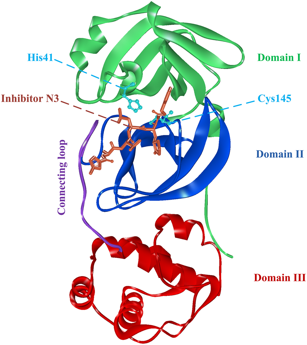 The complex structure of 3CLpro protein and synthetic peptidomimetic inhibitor N3. 3CLpro contains three domains, namely domain I, domain II, and domain III, and a connecting loop. Residues His41 and Cys145 are important catalytic dyads.