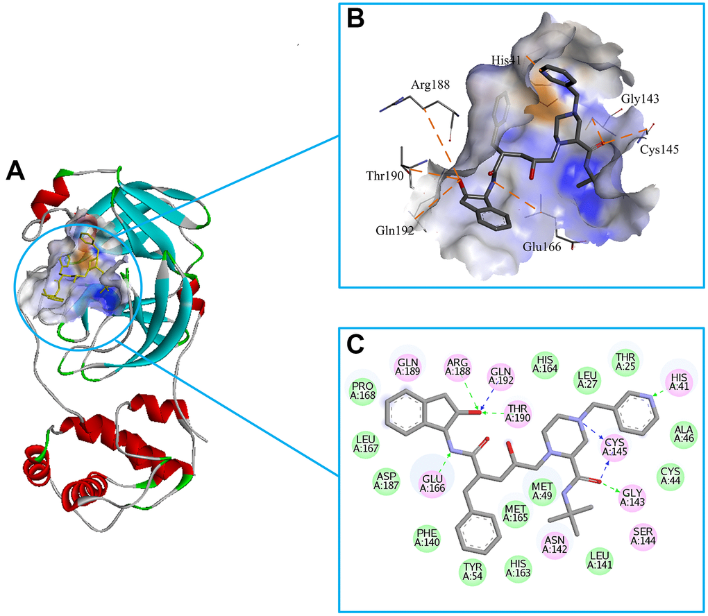 Investigation on the binding pattern of 3CLpro and Indinavir. (A) The location of the binding pocket between 3CLpro and Indinavir. (B) The enlarged view of the binding pocket of 3CLpro and Indinavir. (C) The interaction 2D diagram between 3CLpro and Indinavir. The green rectangles represent VDW interaction. The pink rectangles represent charge and H-bond interactions. Here, the H-bond interactions with the main residues are indicated by the green dashed arrow pointing to the electron donor, and the H-bond interactions with the side chain residues are indicated by the blue dashed arrow pointing to the electron donor.