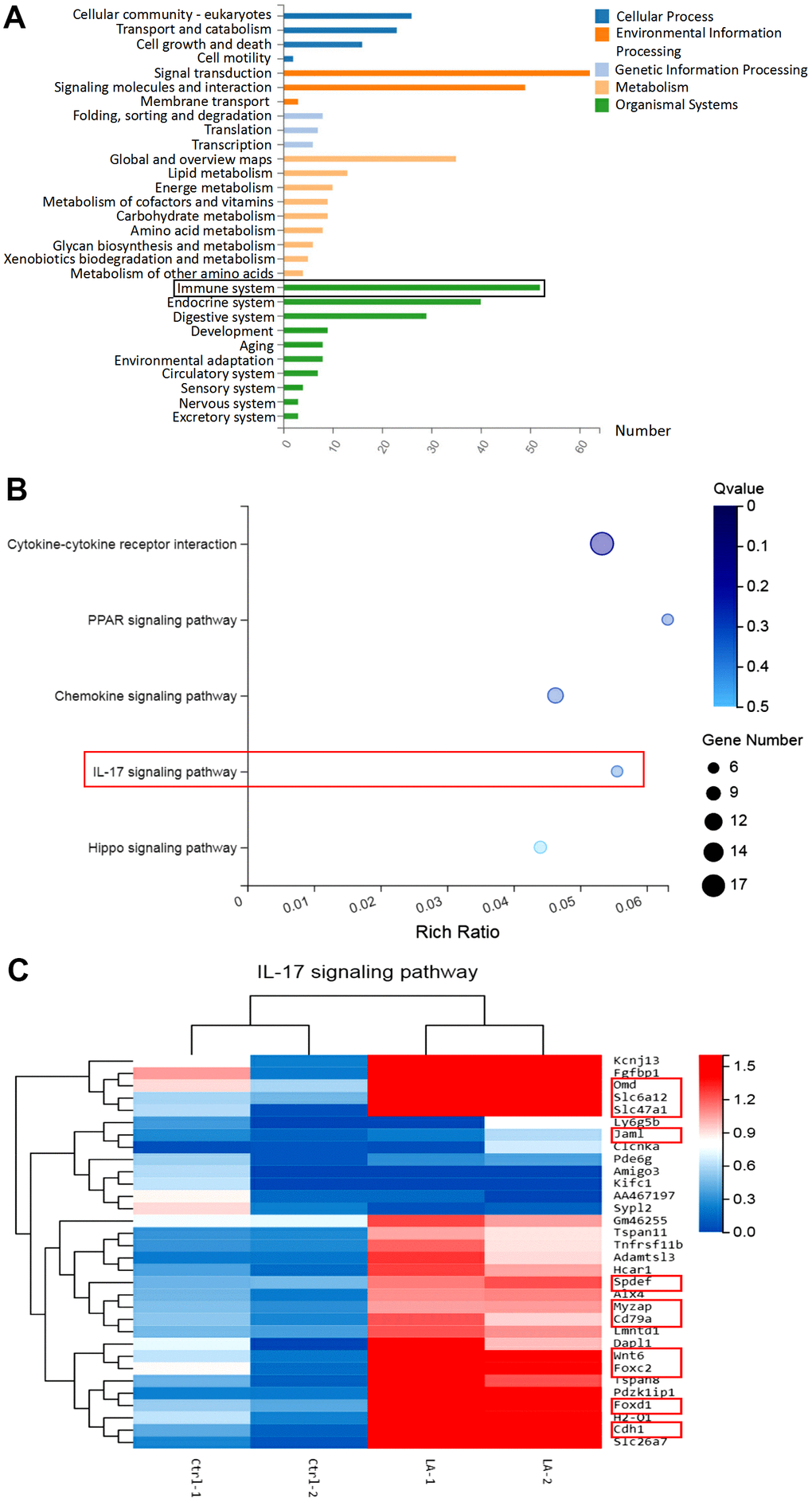 Analysis of the mechanism by which LA regulates the immune system conducted using RNA-seq in the hippocampus. (A) Kegg pathway classification map. (B) Bubble diagram showing the pathways regulated by LA. (C) Heatmap showing the differentially expressed genes related to the IL-17 signaling pathway. The data are presented as the mean±SD of three independent experiments. Statistical significance was determined using unpaired t-tests. *p p 