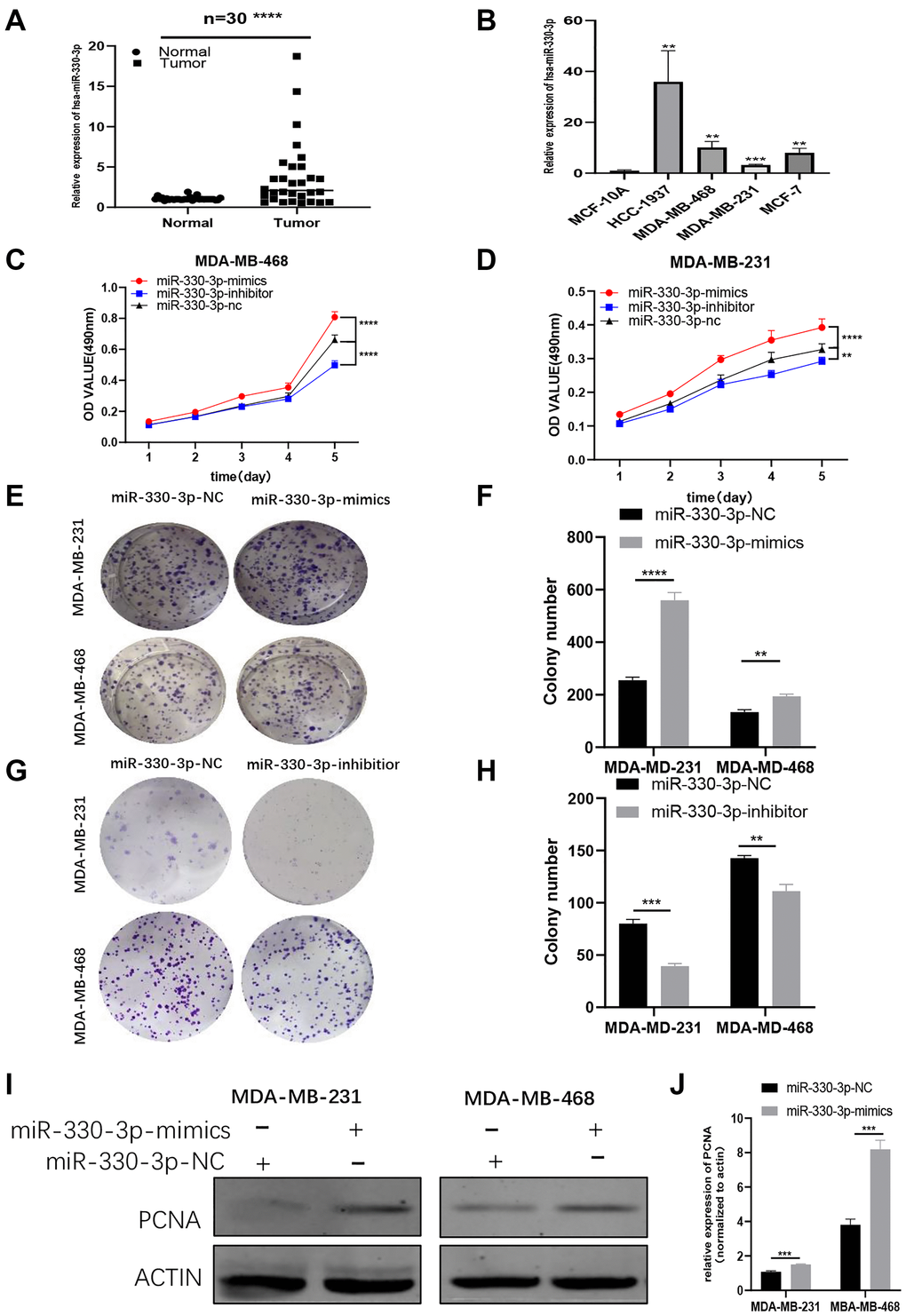 MiR-330-3p highly expresses and acts as an oncogene in BC cells. (A–B) QRT-PCR assays revealed miR-330-3p expression in BC patient tissues and BC cell lines. (C–H) MTT assays and colony formation assays were performed in MDA-MB-231 and MDA-MB-468 cell lines to determine the effect of miR-330-3p-inhibitor and miR-330-3p-mimics on proliferation. (I–J) Effect of miR-330-3p-mimics on proliferation in MDA-MB-231 and MDa-MB-468 cells by western blot. (*p **p ***p ****p 