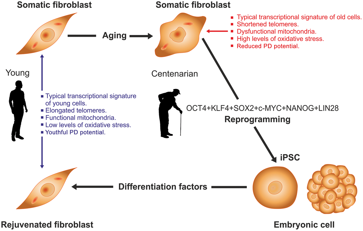 Aging and rejuvenation a modular epigenome model Figure f1 Aging
