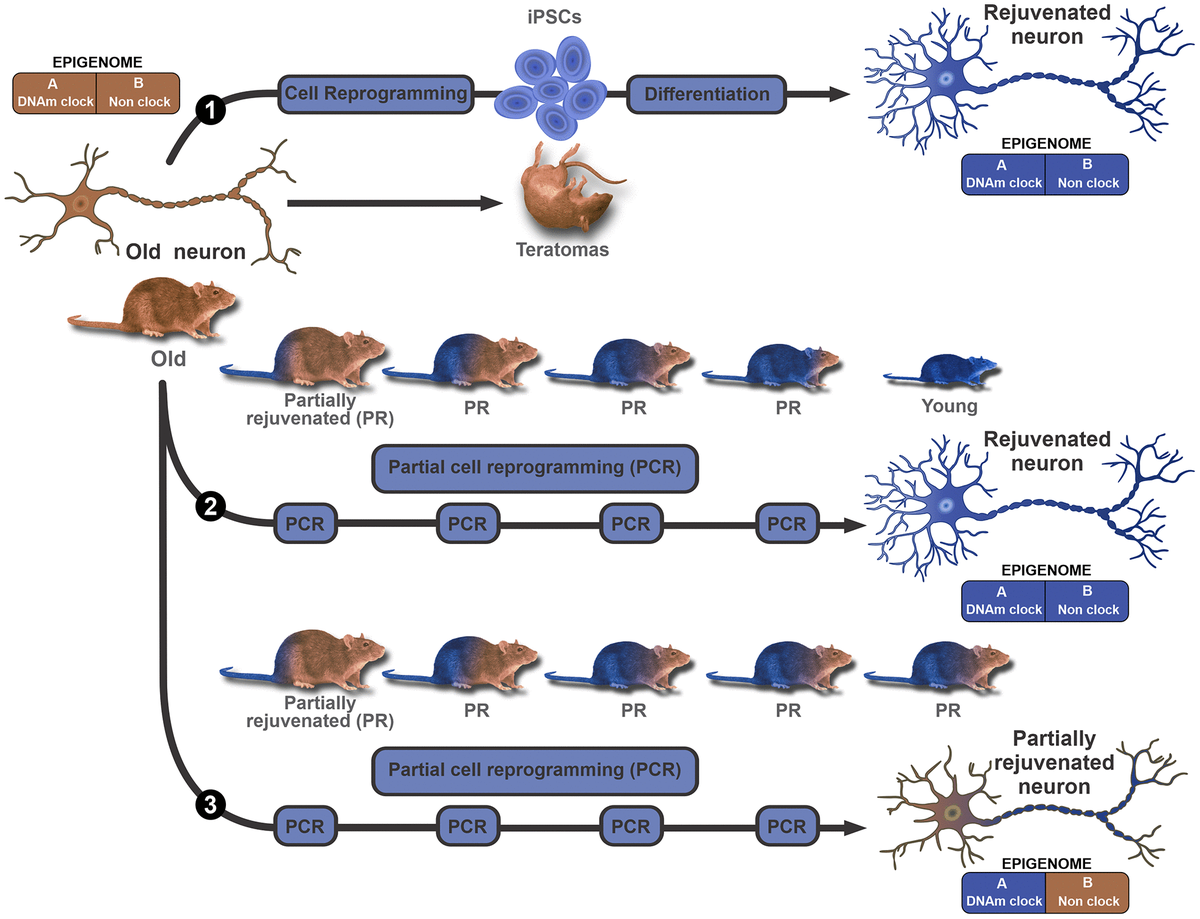 Aging and rejuvenation a modular epigenome model Figure f2 Aging