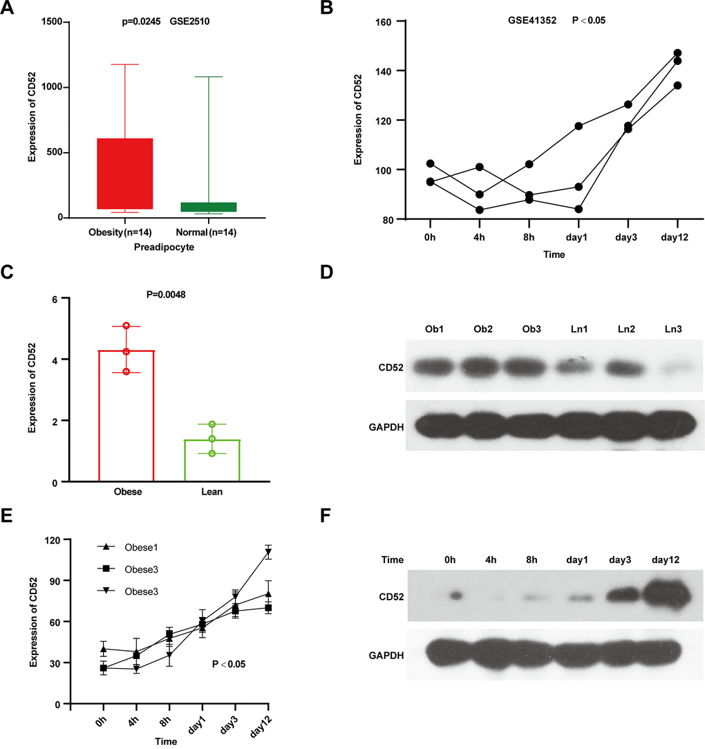 Characterization of CD52 in preadipocytes and the process of adipocyte differentiation. (A) The expression levels of CD52 in preadipocyte by microarray analysis. (B) The expression levels of CD52 during preadipocytes differentiation by microarray analysis. (C, D) The expression levels of CD52 in preadipocyte between three obese people and three lean people by Real-time RT-PCR and western blot analysis. (E, F) The expression levels of CD52 during preadipocytes differentiation by Real-time RT-PCR and western blot analysis.