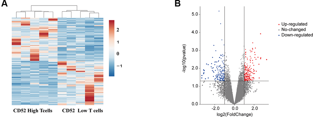 Identification of differentially expressed mRNAs in different CD4+ T cells. (A) Clustered heat map of the differentially expressed mRNAs between CD52high T cells CD52 low T cells. up-regulated mRNAs are shown in red, and down-regulated mRNAs are shown in blue. (B) Volcano plots comparing the expression of mRNAs in between CD52high T cells CD52 low T cells. The red dots represent the significantly up-regulated differentially expressed mRNAs (fold-change ≥ 2 and P 