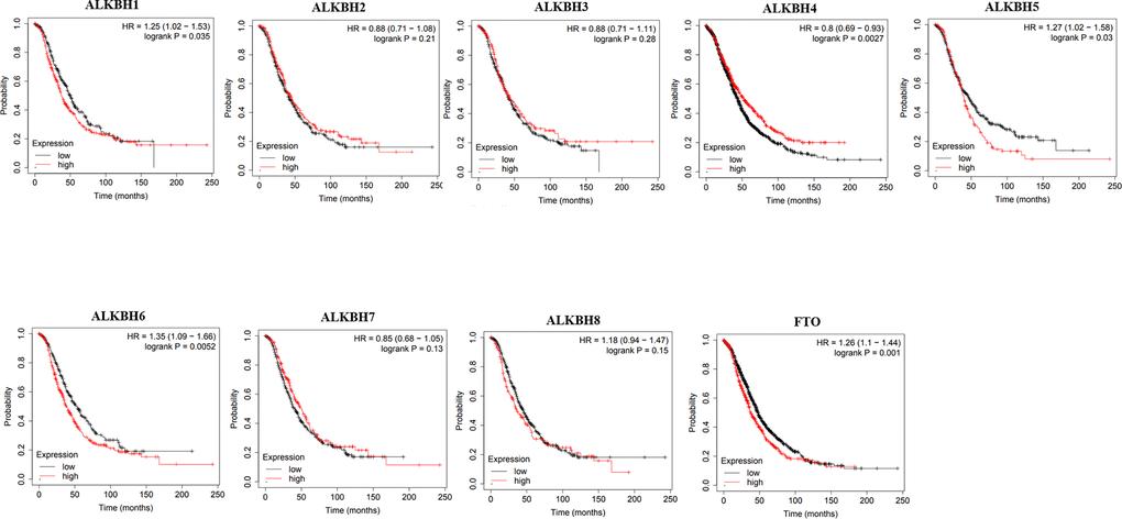 The correlations of AlkB family expression with patients’ OS. These OS survival curves were collected from Kaplan-Meier plotter.