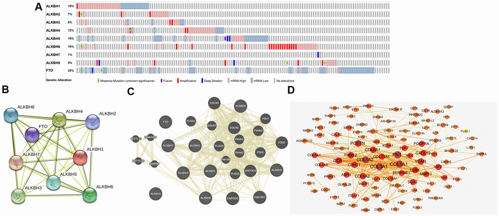 Genetic alterations and interaction analyses of the AlkB family in OV patients. (A) Genetic alteration of the AlkB family in OV patients analyzed with cBioPortal. (B) The interaction analysis of the AlkB family was evaluated by STRING. (C) Analysis of the interaction between the AlkB family and chemokine signaling-associated biomarkers. (D) The 150 most frequently altered genes identified from cBioPortal that are linked to the AlkB family in OV patients.