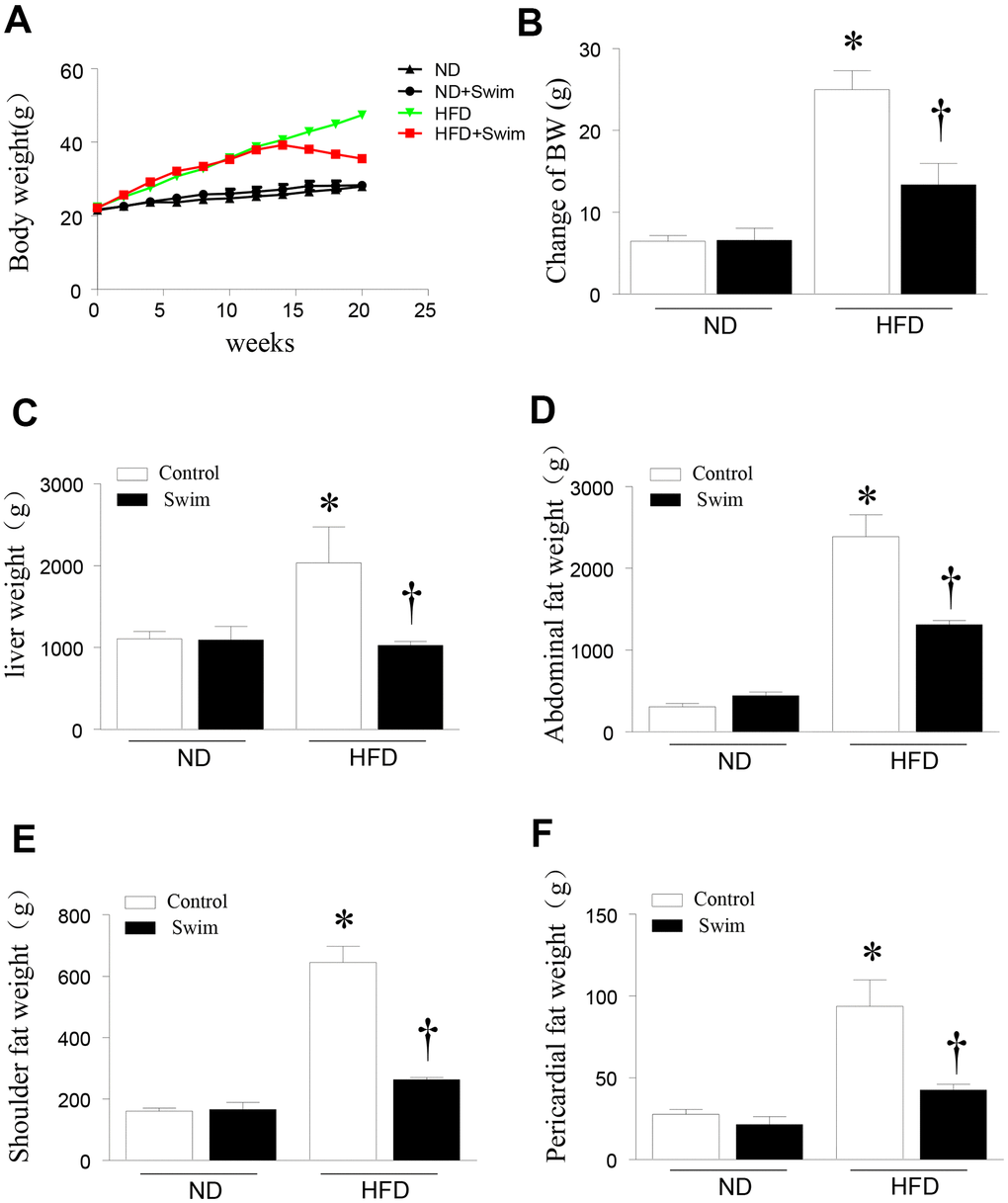 Exercise reduced liver weight and fat content in HFD-fed mice. (A) Body weight, (B) change in body weight, (C) weight of liver, (D) abdominal fat, (E) scapular fat, and (F) pericardial fat in mice. Data are presented as mean ± SD, n = 6. * P 