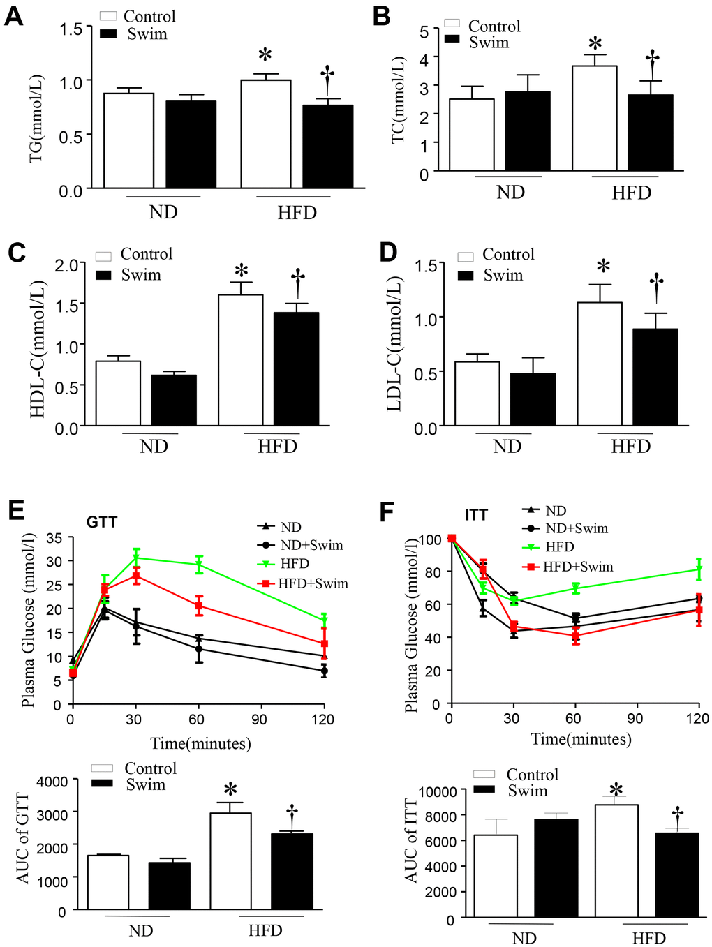 Exercise ameliorated biochemical parameters in the serum of HFD-fed mice. (A) Serum triglyceride (TG), (B) total cholesterol (TC), (D) low density lipoprotein (LDL) and (C) high density lipoprotein (HDL) levels, (E) Glucose tolerance test with area under the curve (AUC), (F) Insulin tolerance test with AUC. Data are presented as mean ± SD, n = 6. * P 