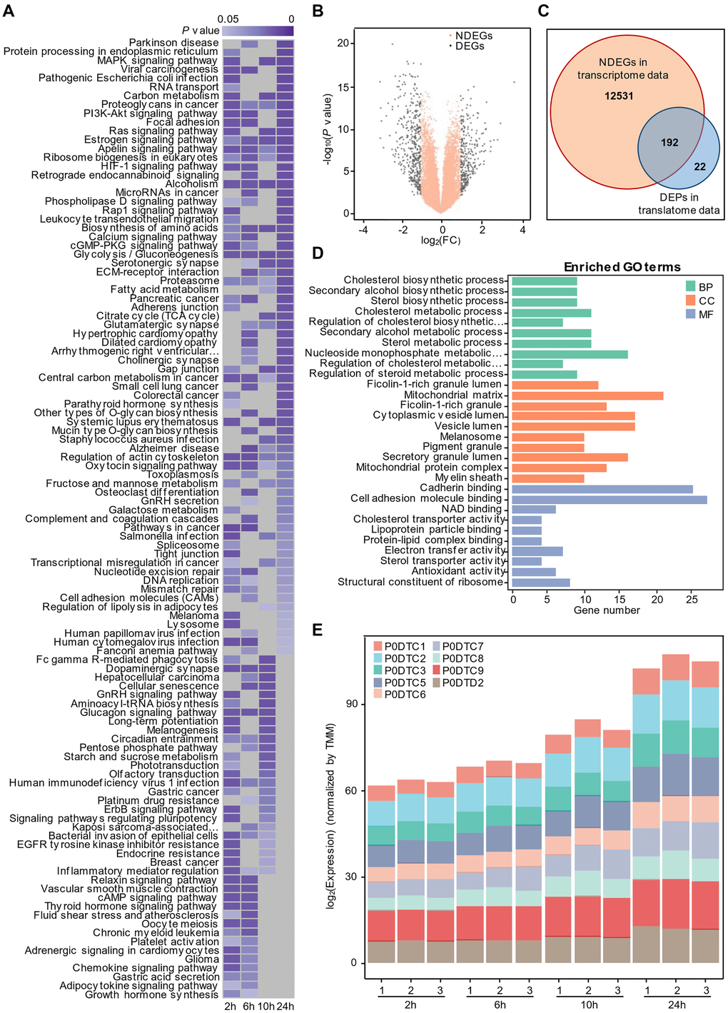 Time-resolved multiomics profiling of the cellular response to SARS-COV-2 infection. (A) Gene set enrichment analysis by time series. Significant KEGG terms (P value n = 3) are presented with a heatmap. Lower P values are shown in dark purple, and higher P values are light purple. Nonsignificant pathways are presented in gray. (B) Volcano plot of non-differentially expressed genes (NDEGs) from SARS-CoV-2-infected cells. The orange dots represent NDEGs with an absolute log2 (fold change) ≤ 1 or a P value ≥ 0.05 (n = 2) compared with the control. For the small sample number, the P value was calculated with Limma-voom R package following the method reported by Ritchie ME et al. [48]. (C) Venn diagram showing the overlap of non-differentially expressed genes (NDEGs) in the transcriptional data and differentially expressed proteins (DEPs) (P value 2 (fold change) > 1) in the translational data (n = 3). (D) Analysis of GO terms for the 192 proteins shared by NDEGs and DEPs with P value E) The time-dependent expression of SARS-COV-2 proteins detected by proteomics.