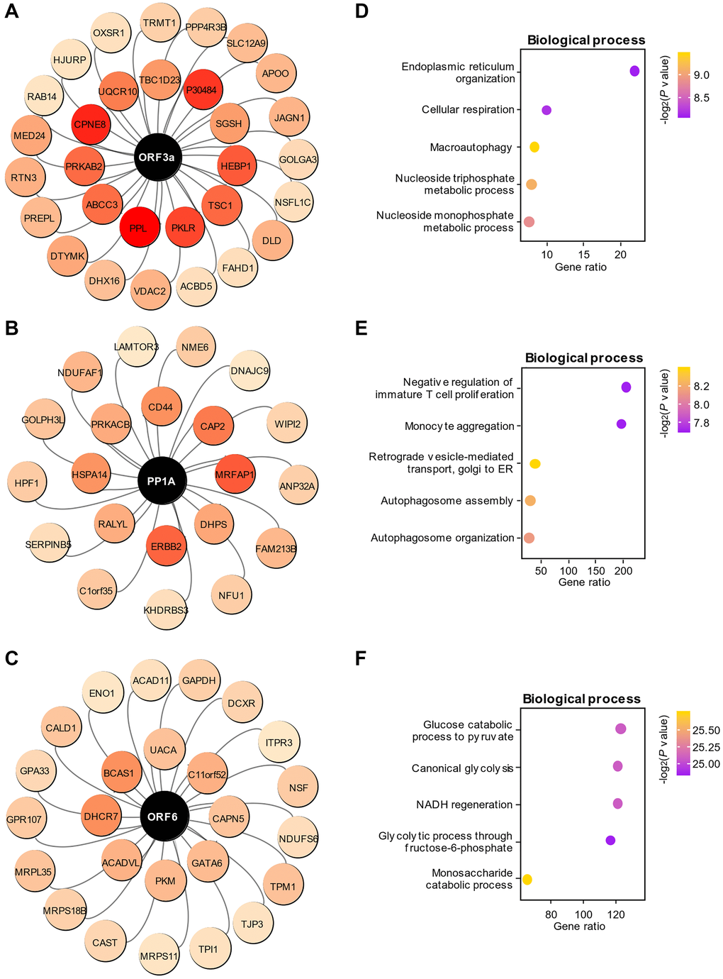 Functional prediction of viral proteins in the blue module. (A–C) The paired associations of the top three viral proteins, ORF3a (A), PP1A (B) and ORF6 (C), with high-weight host proteins in the regulation predicted by GENIE3. The color depth represents the weight of the pairing between viral proteins and each host protein. (D–F) Enrichment of biological processes associated with host proteins regulated by the viral proteins ORF3a (D), PP1A (E) and ORF6 (F).