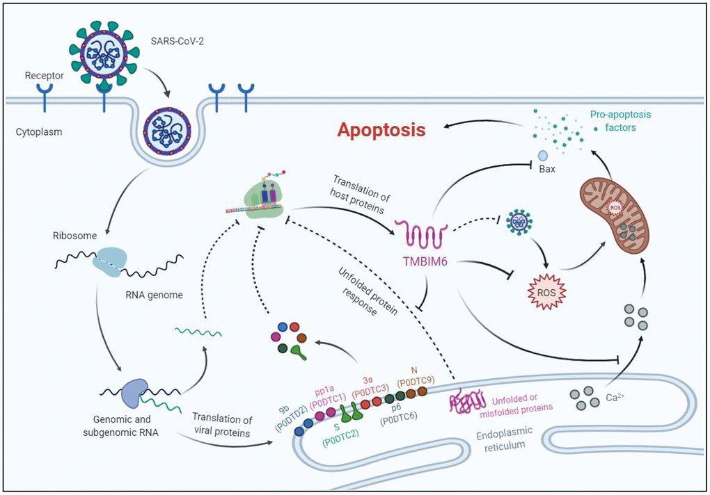 A proposed working model for the apoptosis of host cells infected with SARS-CoV-2. Possible mechanisms of host cell apoptosis induced by SARS-CoV-2 through translational inhibition of TMBIM6. TMBIM6 is a multifunctional protein that can inhibit the activation of BAX, ROS production and Ca2+ release from the ER. Upon SARS-CoV-2 infection, downregulated TMBIM6 promotes the release of Ca2+ and ROS accumulation in mitochondria, which leads to the release of proapoptotic factors. In addition, downregulation of TMBIM6 relieves its inhibition of BAX activation, thus leading to host cell apoptosis.