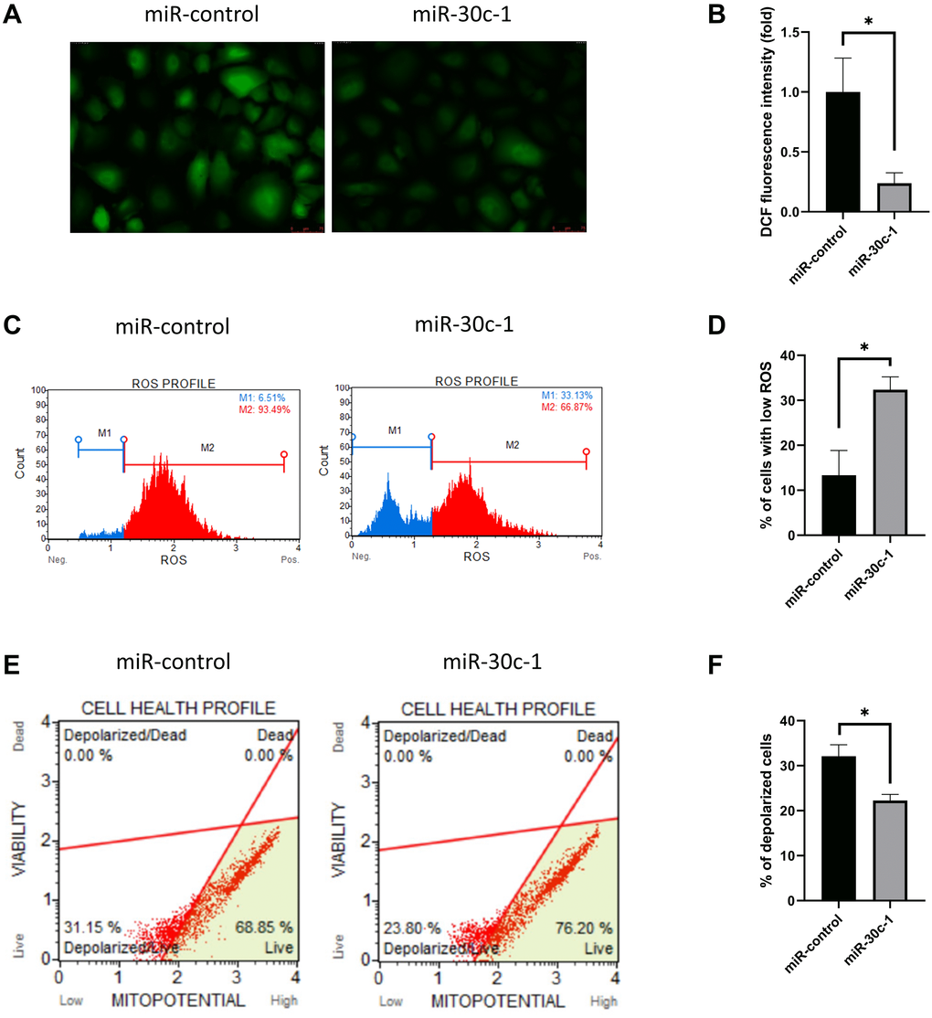 Oxidative stress level and mitochondrial membrane potential changed by miR-30c-1. (A) Representative images of dichlorofluorescin diacetate staining in control and miR-30c-1-treated cells. (B) DCF fluorescence intensity in control and miR-30c-1-treated cells. (C–D) Fluorescence intensity of MitoSOX probe was measured by Muse cell analyzer. (E–F) Mitochondrial membrane potential was measured using Muse® MitoPotential kit.