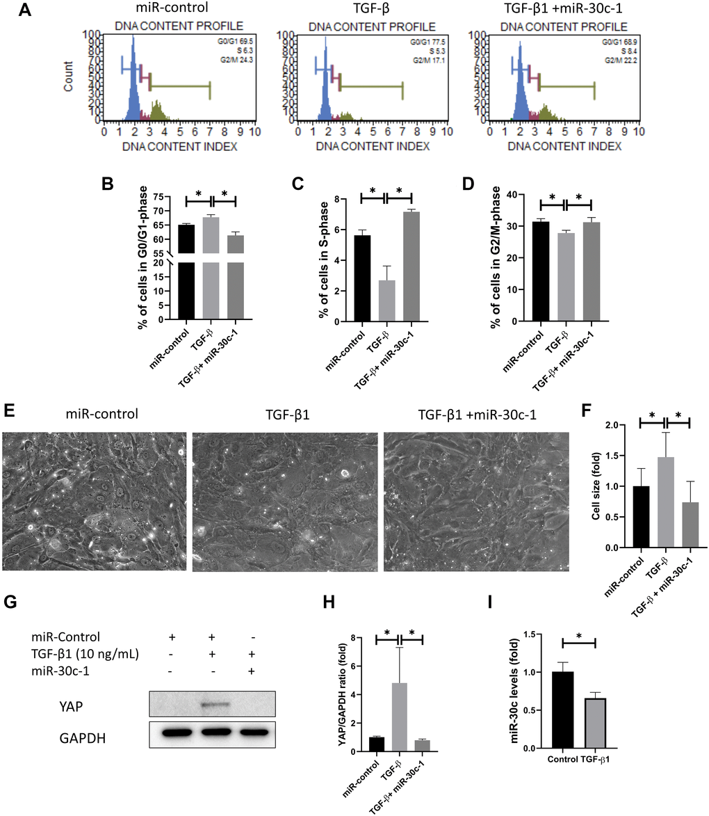 miR-30c-1 ameliorates TGF-β1-induced cell cycle arrest. (A) Cell cycle analysis was analyzed using DNA content. (B) The percentage of cells in S-phase. (C) The percentage of cells in G0/G1 phase. (D) The percentage of cells in G2/M phase. (E) Representative images of cell shape. (F) Cell size was increased by TGF-β1 treatment, which was ameliorated by miR-30c-1. (G) Representative images of yes-associated protein 1 (YAP). (H) YAP levels were quantified. (I) miR-30c-l levels were reduced in treatment with TGF-β1. *statistically significant.