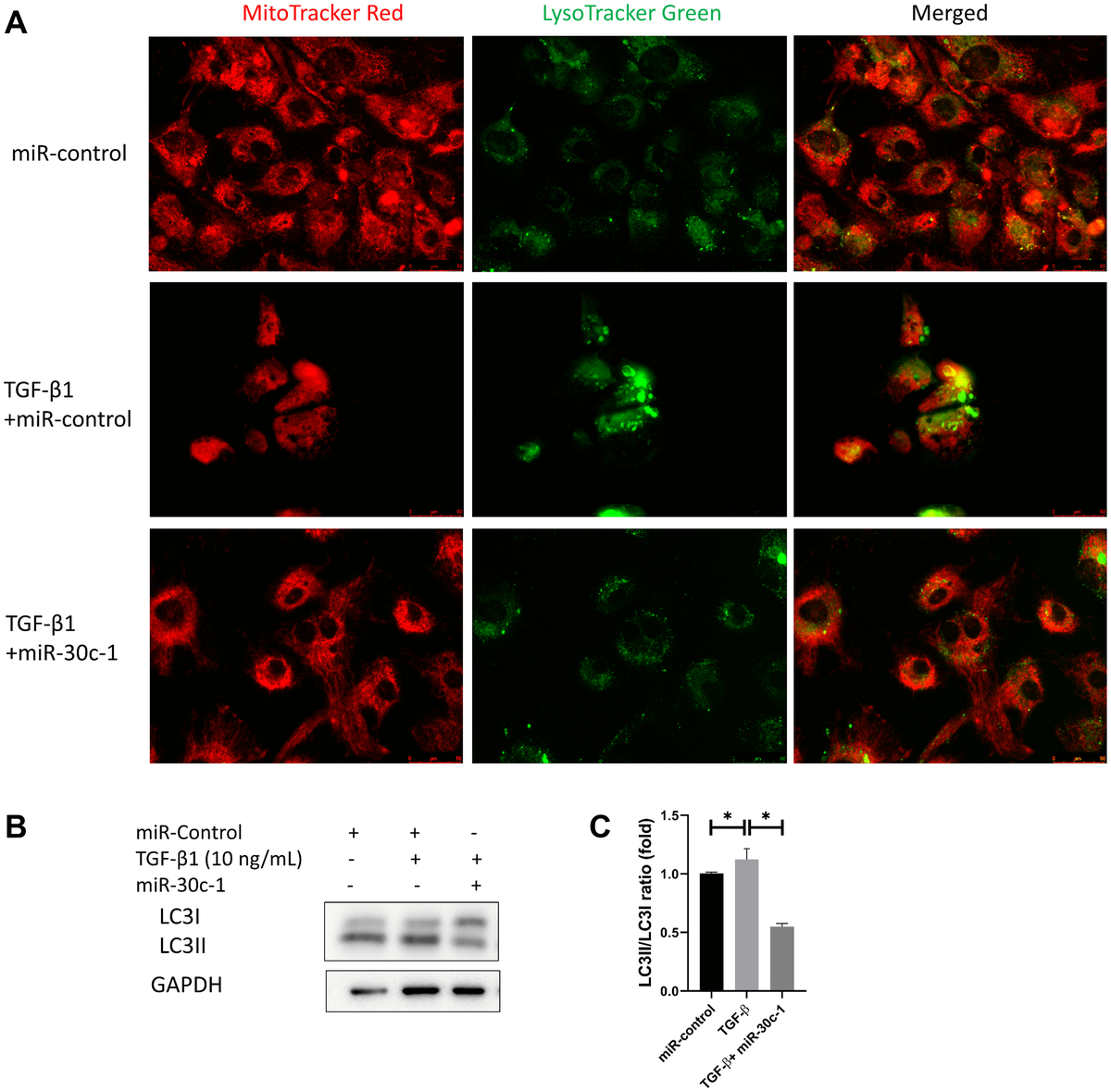 miR30c1 encourages human corneal endothelial cells to regenerate