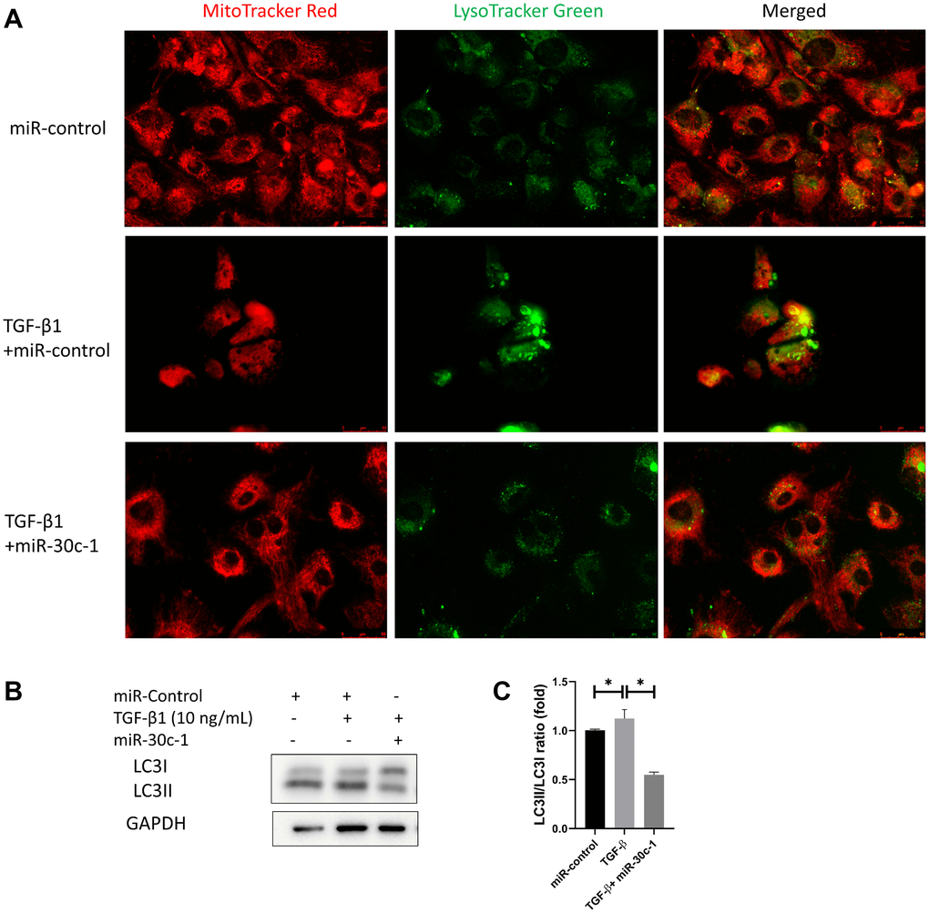 Autophagy by TGF-β1 or miR-30c-1. (A) Mitochondria (red) and lysosomes (green) were staining. (B) Representative images of microtubule-associated protein 1A/1B-light chain 3 (LC3). (C) LC3I and LC3II levels were quantified. *statistically significant.