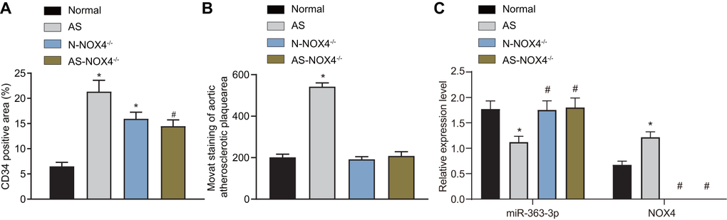 miR-363-3p and CD34 expressions are downregulated and NOX4 mRNA expression is upregulated in AS mice and the formation of aortic plaques in AS mice could be prevented by NOX4 knockout. (A) quantification of positive expression of CD34 protein in mice; (B) quantification of the aortic plaque area; (C) the expression of miR-363-3p and NOX4 mRNA as detected by RT-qPCR; The data were analyzed by one-way ANOVA with Tukey's test; n = 10; * p NOX4, NADPH oxidase 4.