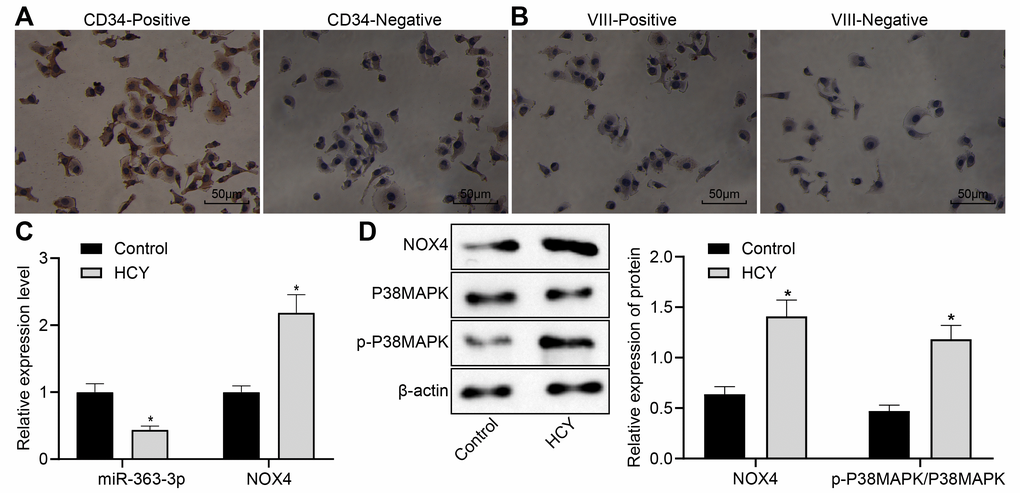 Reduced miR-363-3p expression and abundant NOX4 and p38 MAPK expressions in HCY-induced CAECs. (A) positive and negative staining for goat antibody to CD34 (scale bar = 25 μm); (B) positive and negative staining for rabbit antibody to Factor VIII (scale bar = 25 μm); (C) miR-363-3p expression and NOX4 mRNA expression were determined by RT-qPCR in HCY-induced CAECs; (D) Representative Western blots of NOX4, p38 MAPK and p-p38 MAPK proteins and their quantitation in HCY-induced CAECs, normalized by β-actin. The data were analyzed by paired t-test. n = 3. * p 