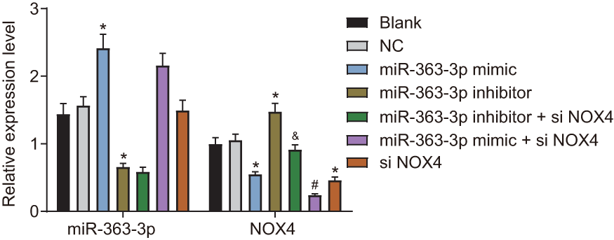 miR-363-3p downregulates the mRNA expression of NOX4 in CAECs. The data were analyzed by one-way ANOVA with Tukey's post hoc test; n = 3; * p p NOX4, NADPH oxidase 4; NC, negative control.