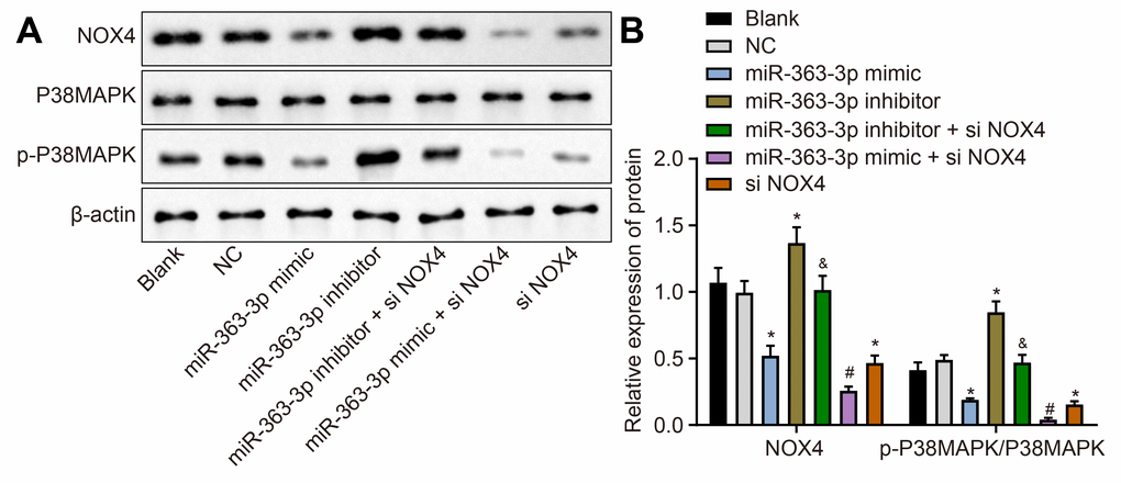 miR-363-3p downregulates protein expression of NOX4 and the ratio of p-p38 MAPK/p38 MAPK in CAECs. (A, B) Representative Western blots of NOX4, p38 MAPK and p-p38 MAPK proteins and their quantitation in CAECs, normalized by β-actin; the data were analyzed by one-way ANOVA with Tukey's post hoc test; n = 3; * p NOX4, NADPH oxidase 4; NC, negative control.