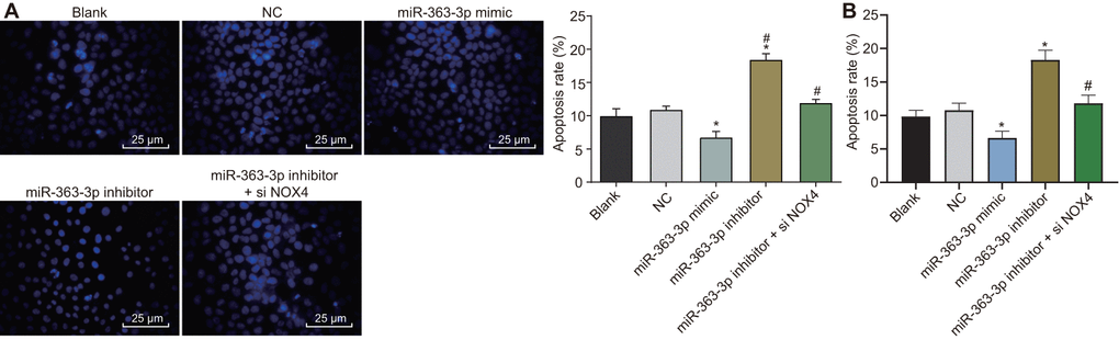 miR-363-3p attenuates apoptosis of CAECs by targeting NOX4. (A) Hoechst 33258 staining and quantification of apoptosis in CAECs (scale bar = 25 μm); (B) flow cytometry and quantification of apoptosis in CAECs; * p NOX4, NADPH oxidase 4; NC, negative control.